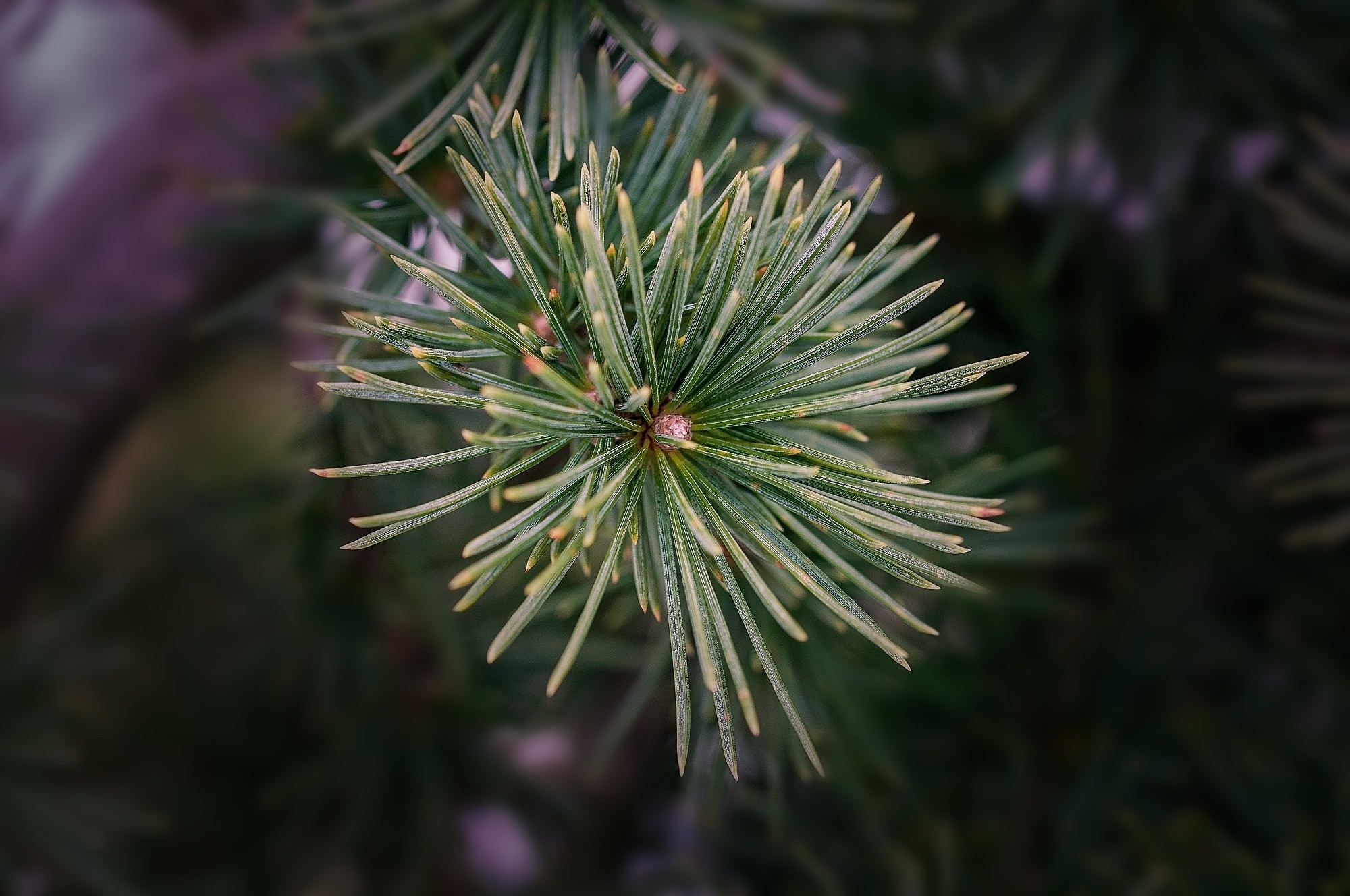 Cedar Tree, Pine tree, Majestic nature, Peak of beauty, 2000x1330 HD Desktop