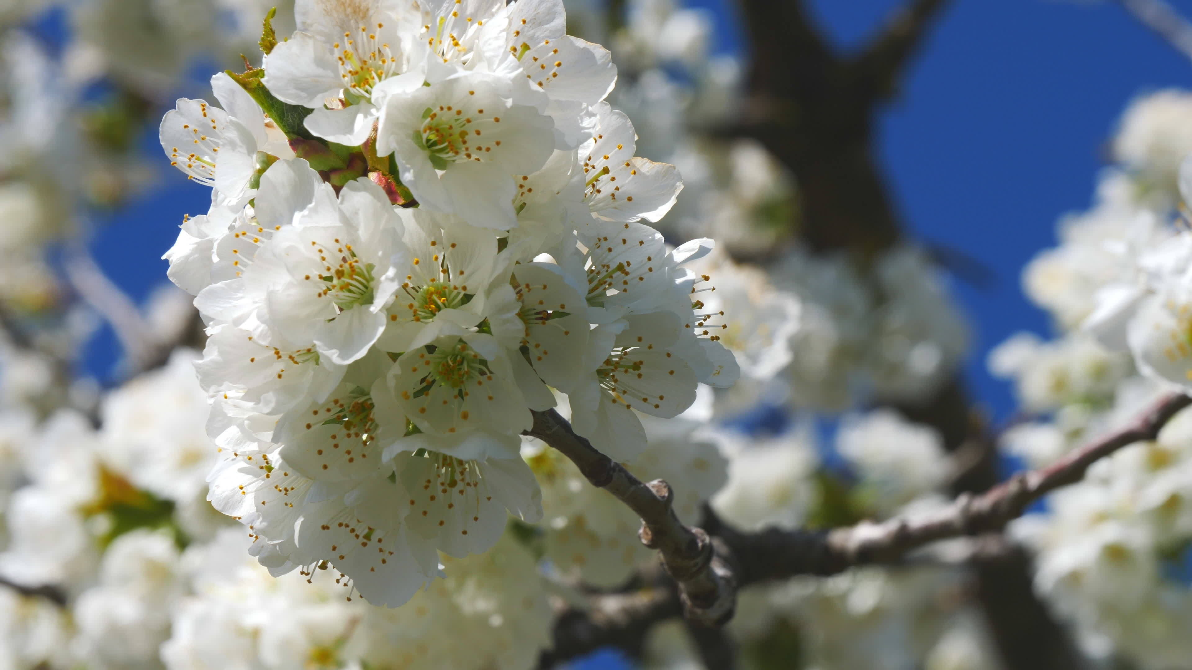 Apple tree flowers blossoming, Close-up view, Stock video, Nature's charms, 3840x2160 4K Desktop