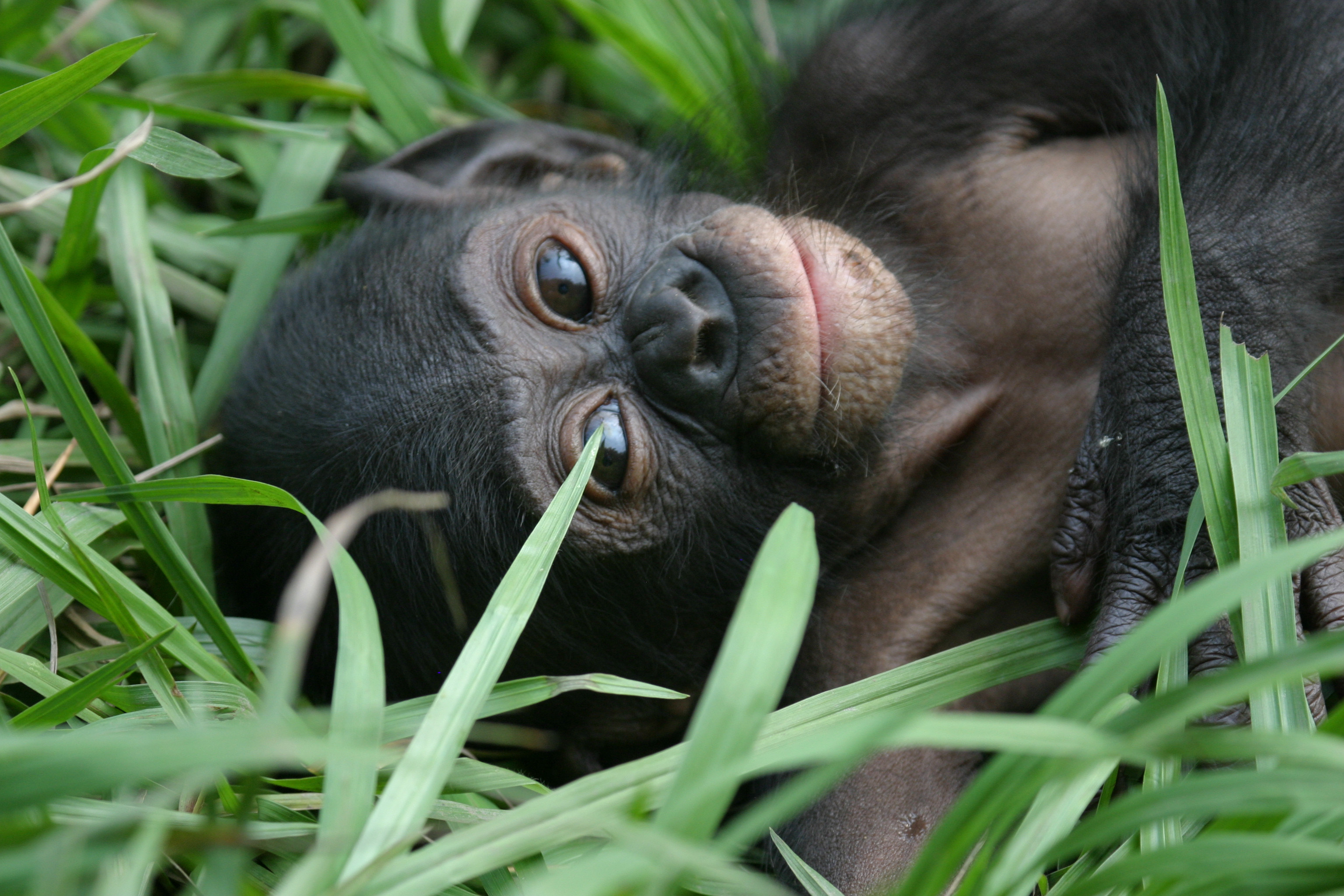 Bonobo conservation efforts, African wildlife, 3080x2050 HD Desktop