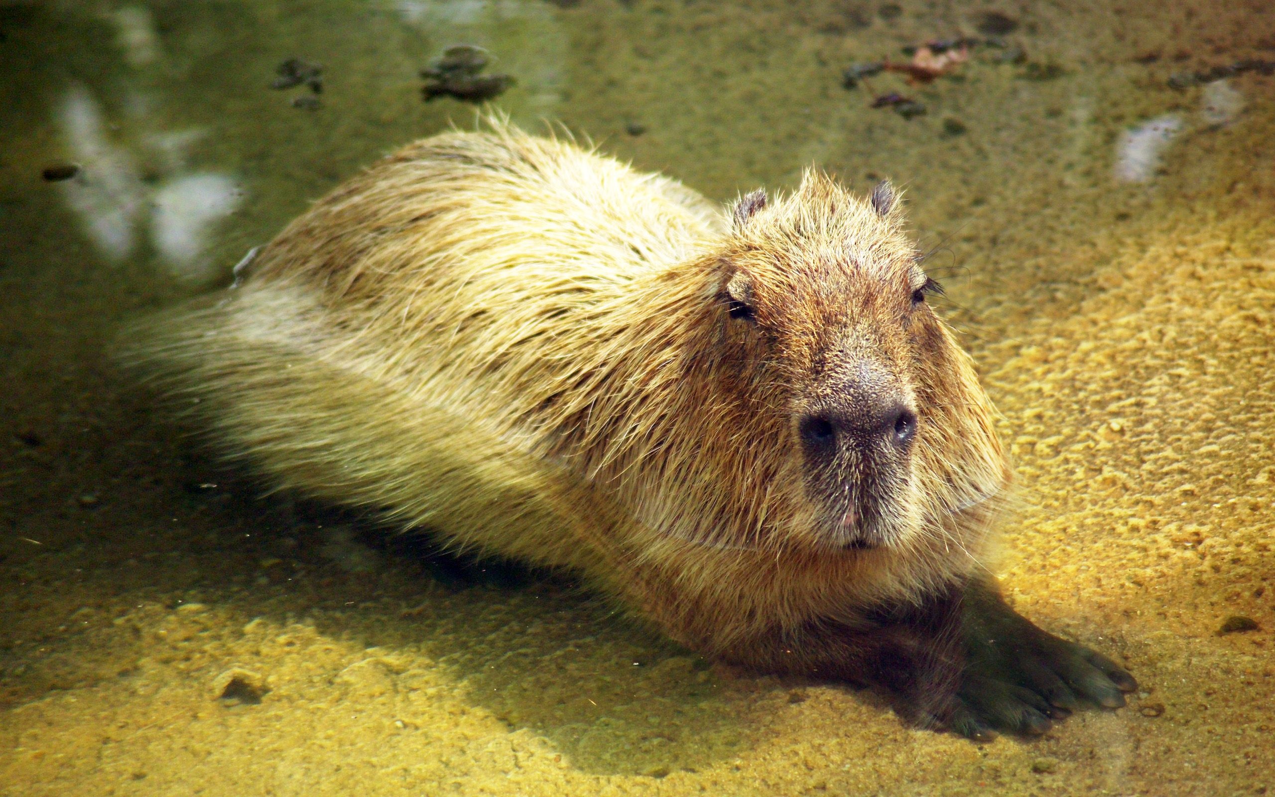 Incredible animals, Capybara, Hydrochoerus hydrochaeris, The Incredibles, 2560x1600 HD Desktop