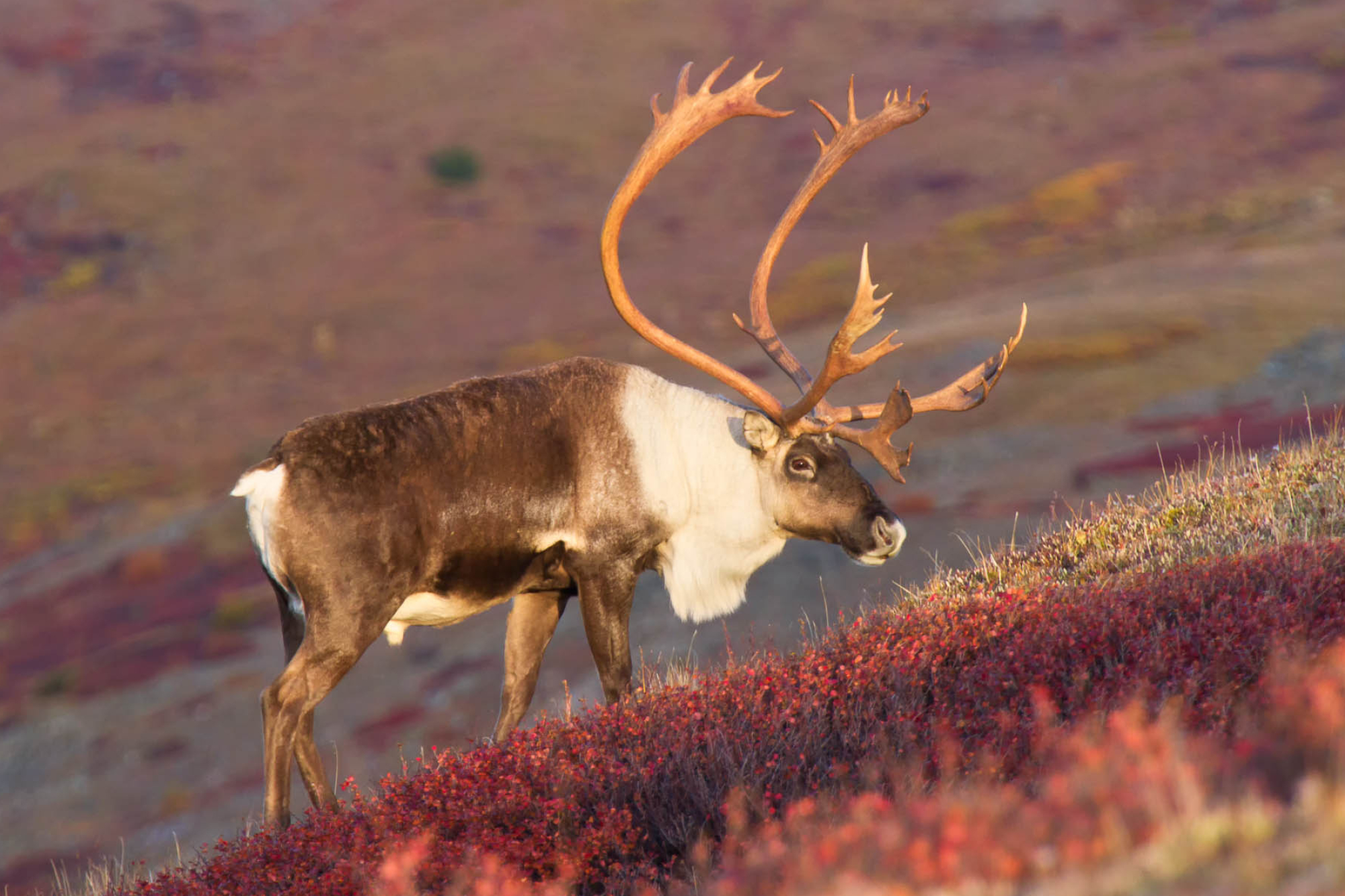 Caribou photos, Ron Niebrugge, Wildlife photography, Nature's portrait, 2000x1340 HD Desktop