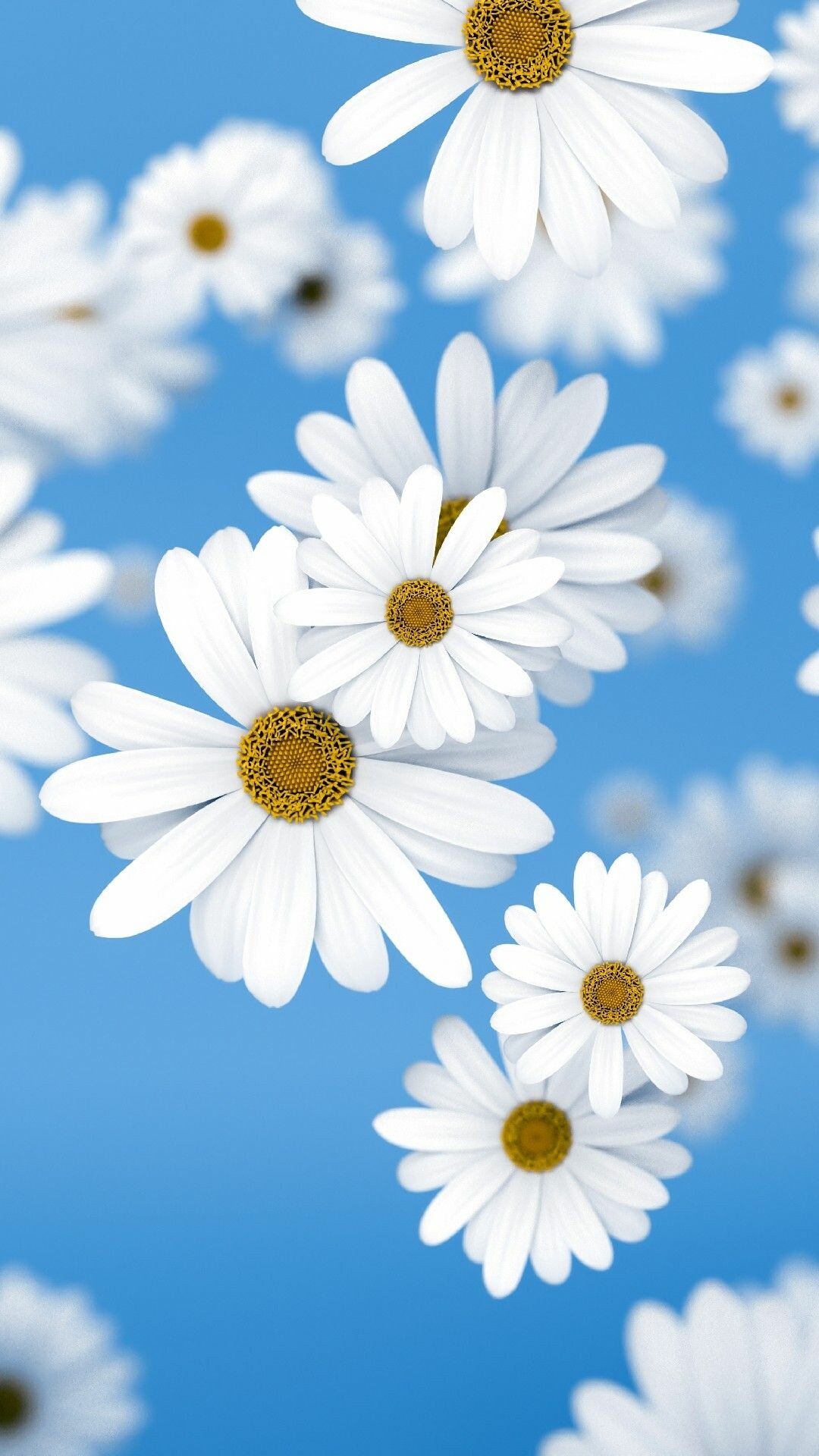 Daisy: Daisies are most commonly seen in white or many different shades of pink, although nowadays daisies come in just about any colour. 1080x1920 Full HD Background.