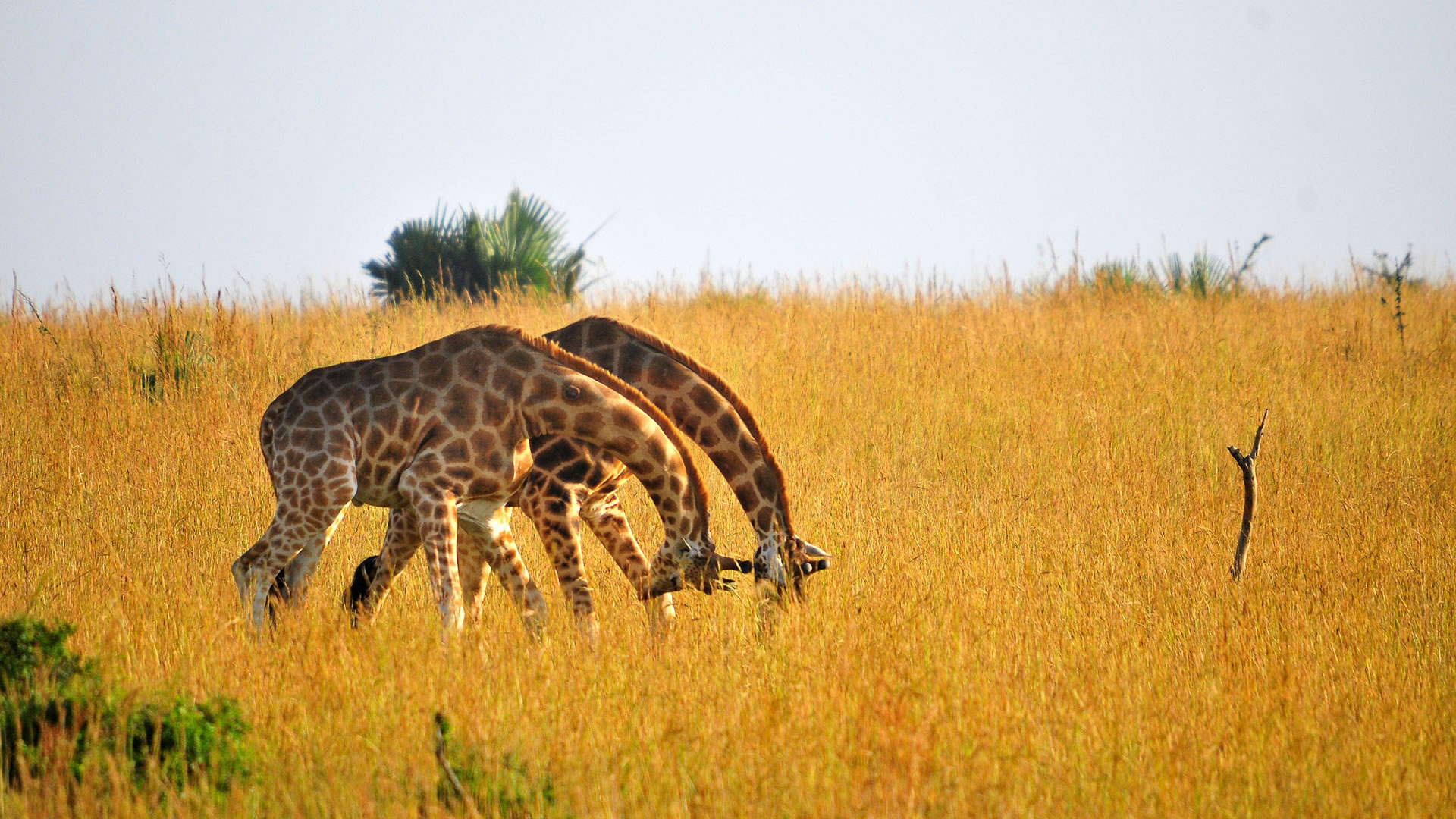 Uganda travels, Spectacular primates, Wildlife safari, Group and family tours, 1920x1080 Full HD Desktop