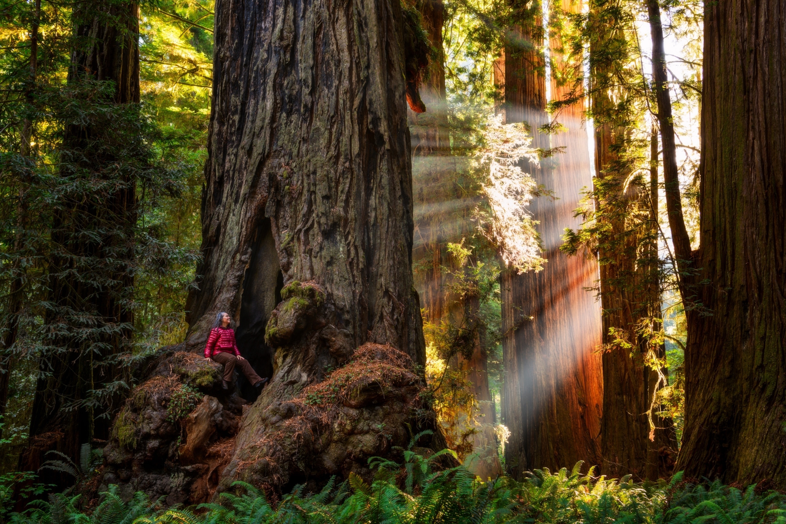 Redwood National Park, California wilderness, Majestic redwoods, Natural wonders, 3080x2050 HD Desktop