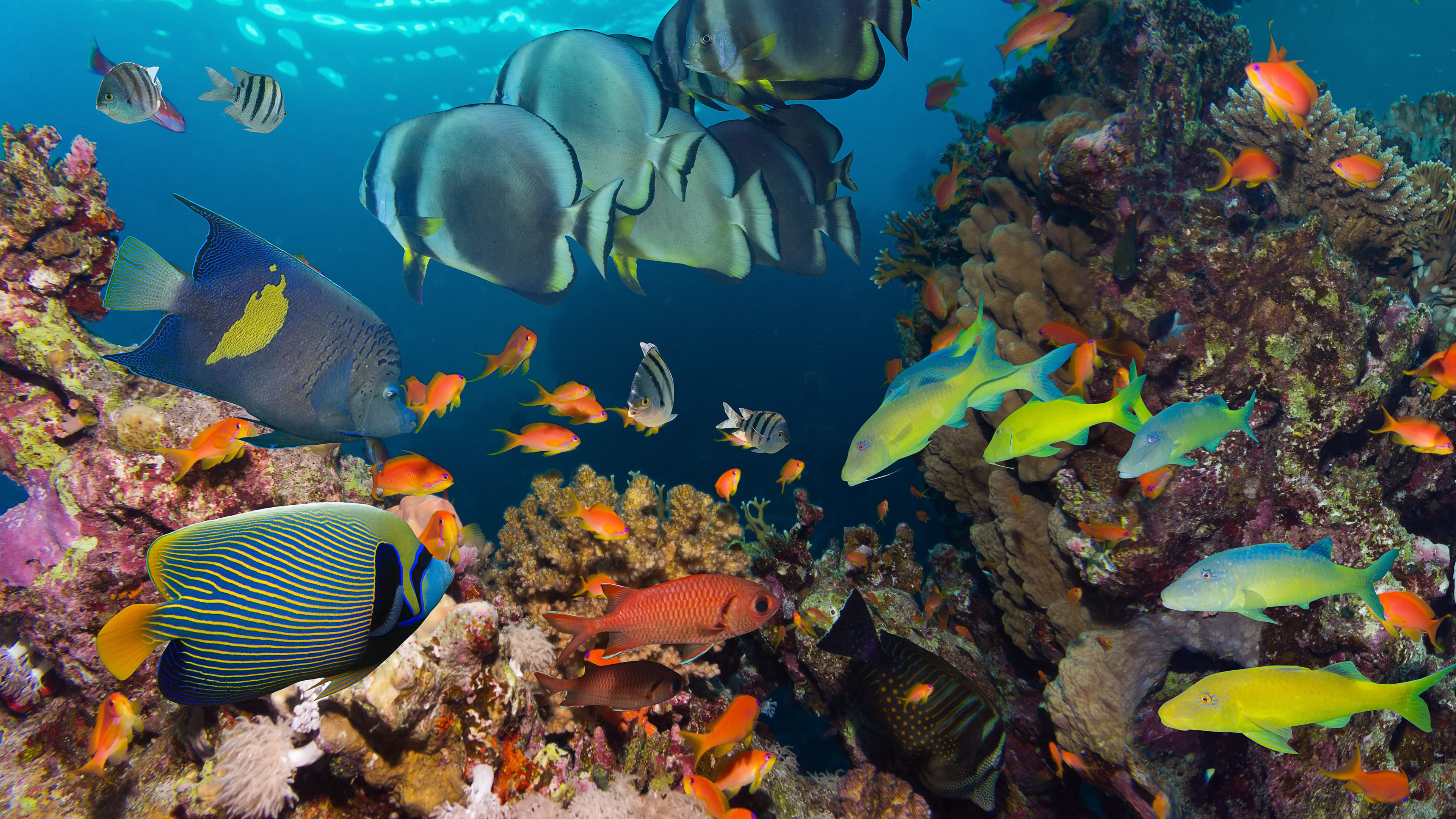 Ocean underwater tropical reef wallpaper, Colorful coral, Vibrant fish species, Marine paradise, 3840x2160 4K Desktop