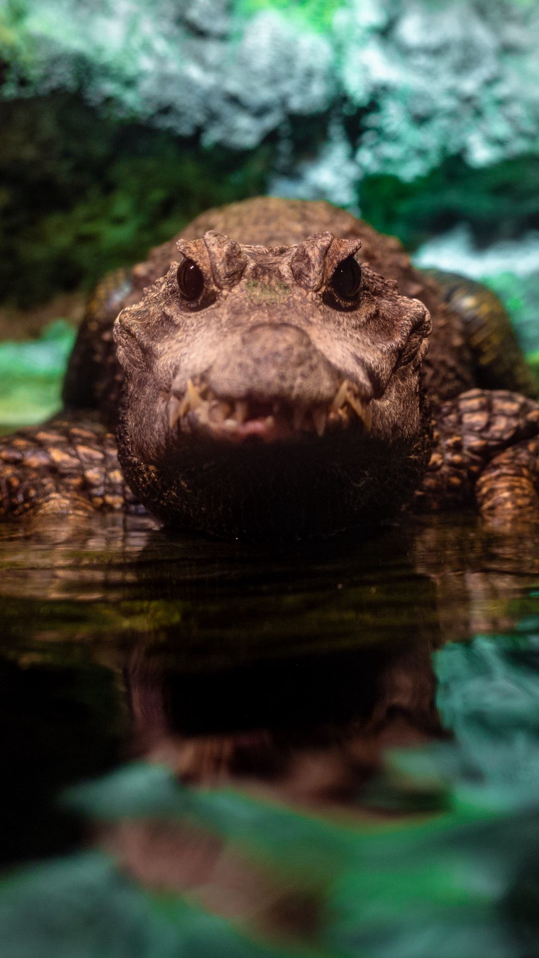 Crocodile wallpapers, Wild animal, Wallpapers wire, Animal photography, 1080x1920 Full HD Phone