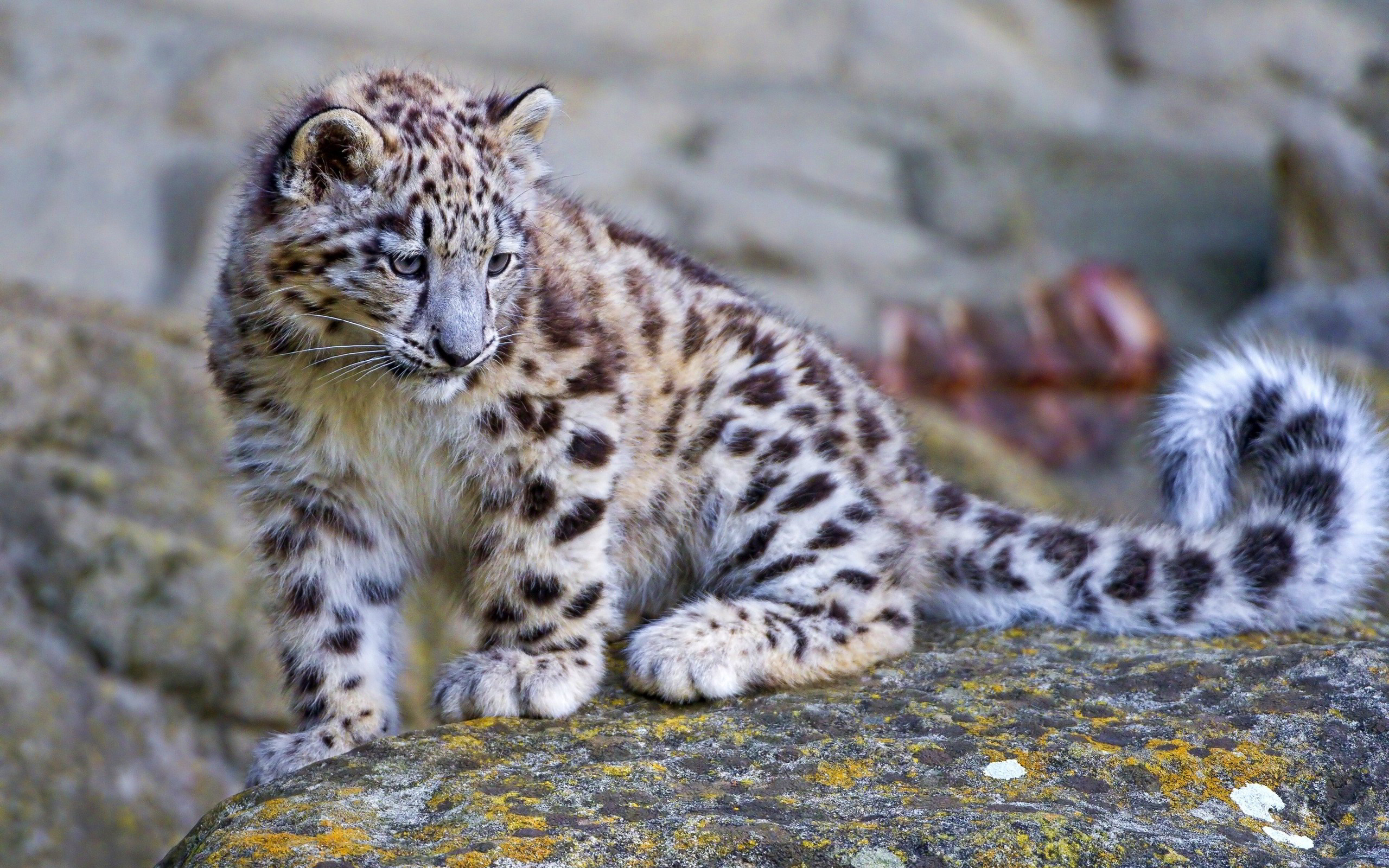 Snow leopard cub, Baby snow leopard, 2560x1600 HD Desktop