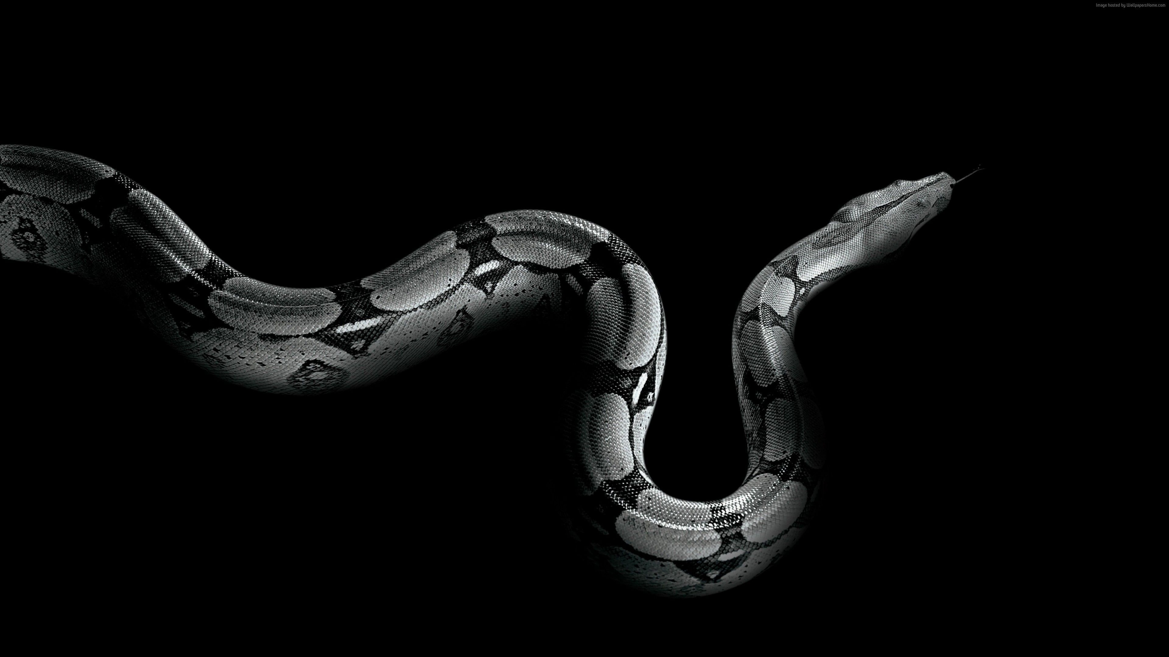 Python Snake, Vivid Backgrounds, Majestic Reptile, Natural Beauty, 3840x2160 4K Desktop