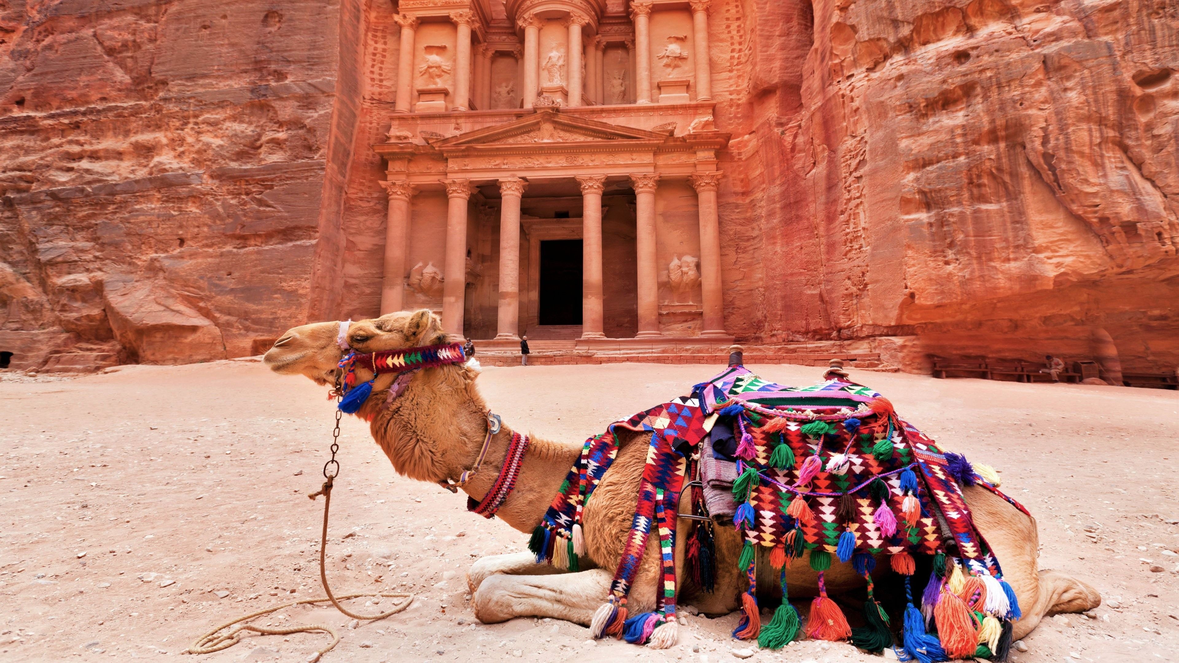 Red camel beauty, 4k wallpapers, HD backgrounds, Vibrant colors, 3840x2160 4K Desktop