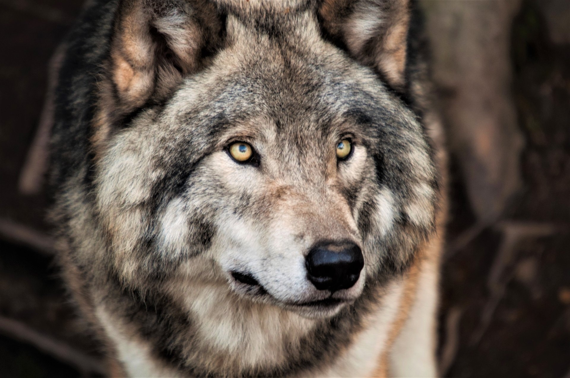 Gray Wolf: Canidae, Hunting mostly large hoofed animals such as moose, elk, deer, sheep, goats, caribou. 1920x1280 HD Background.