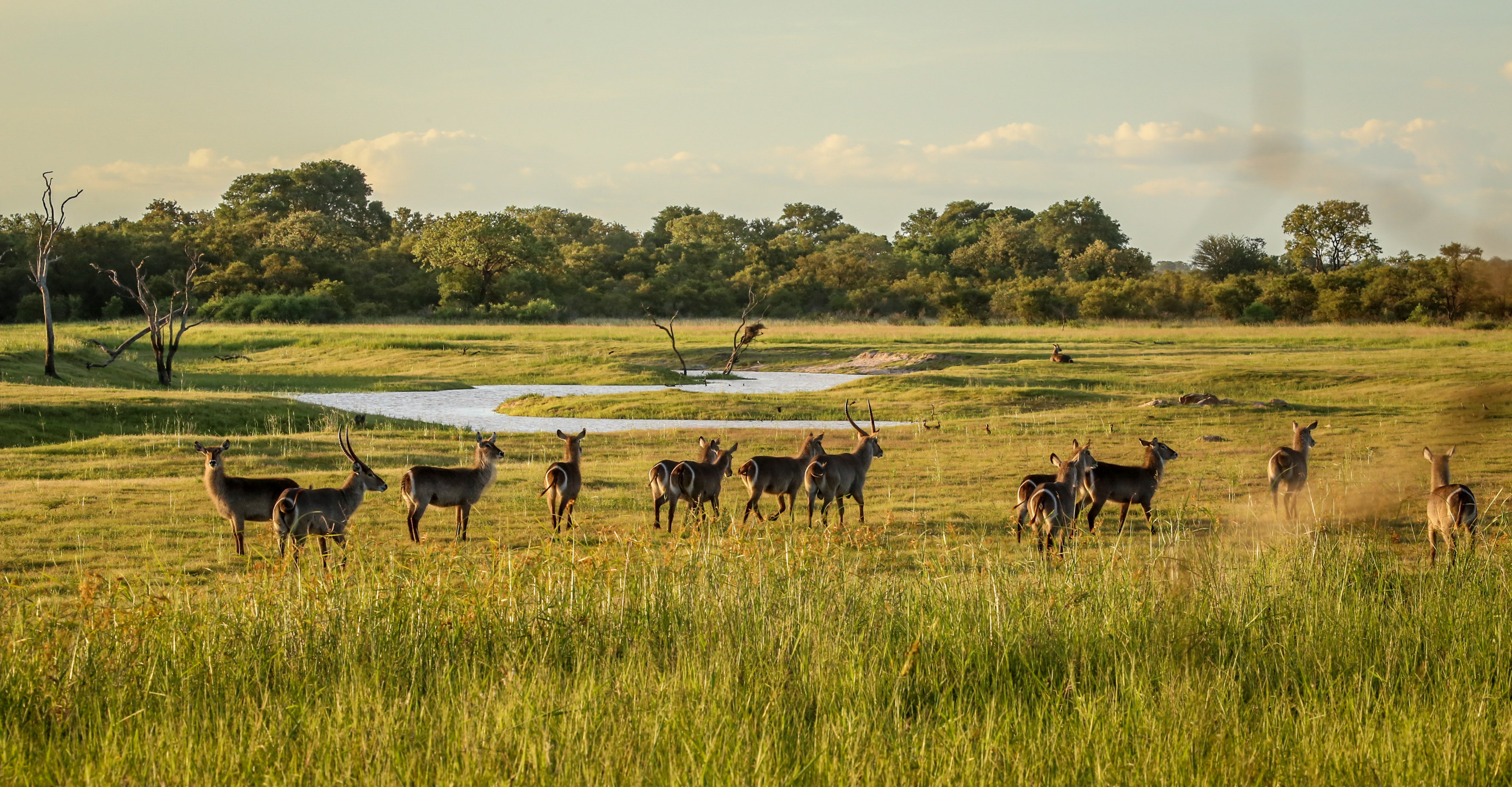 Kruger National Park, Wildlife paradise, African jewels, Adventurous experience, 3570x1860 HD Desktop