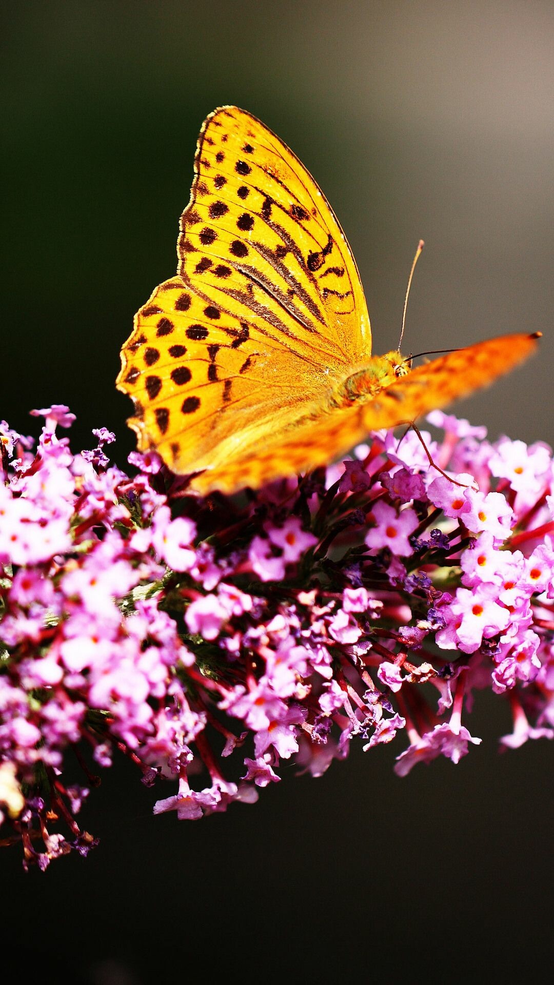 Beautiful butterfly 4K wallpaper, iPhone wallpaper, Purple flowers, Enchanting butterflies, 1080x1920 Full HD Phone
