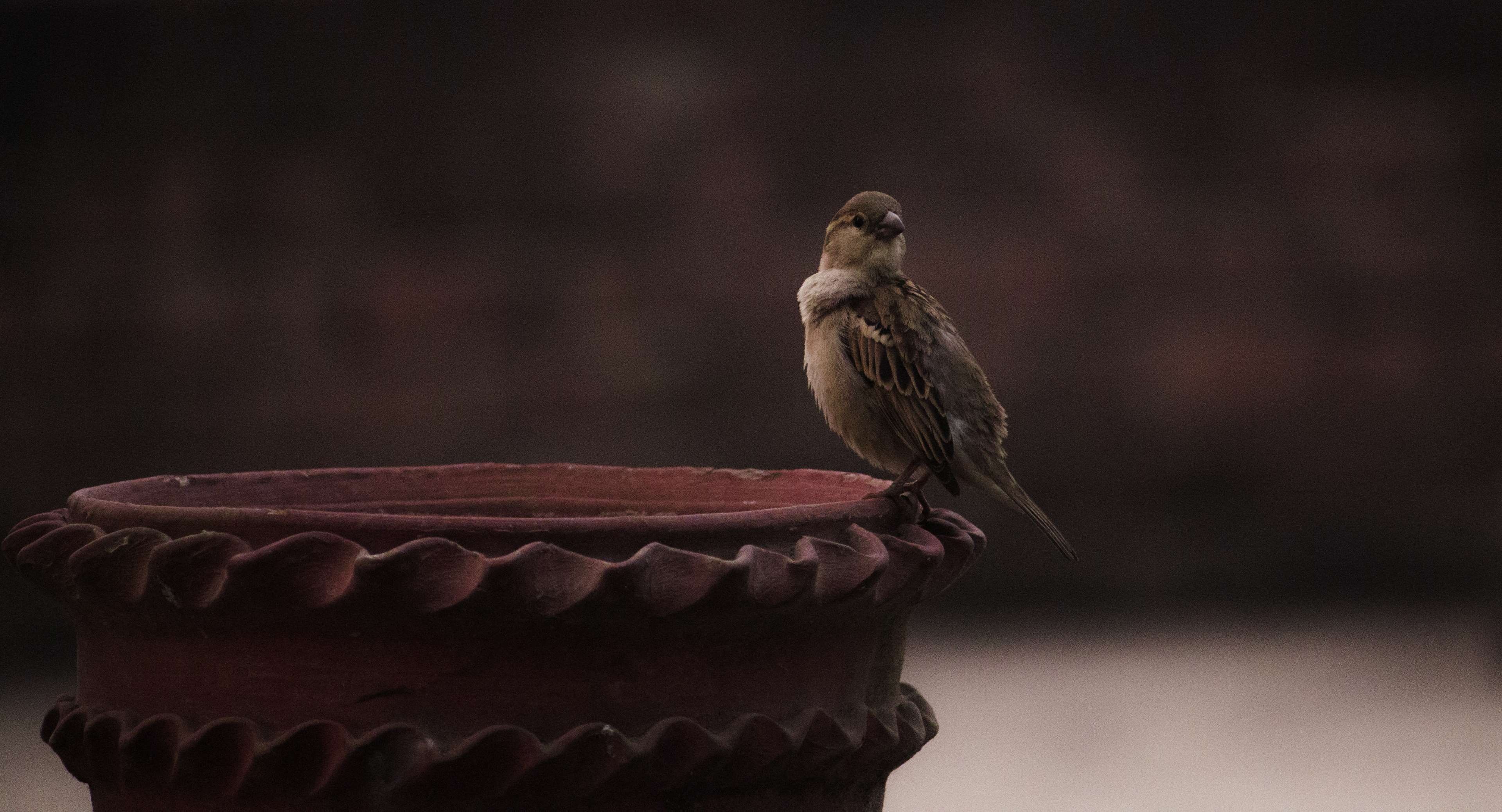 Bangladeshi bird photography, Morning bird sightings, Cool sparrow wallpaper, Birding wallpaper, 3840x2080 HD Desktop