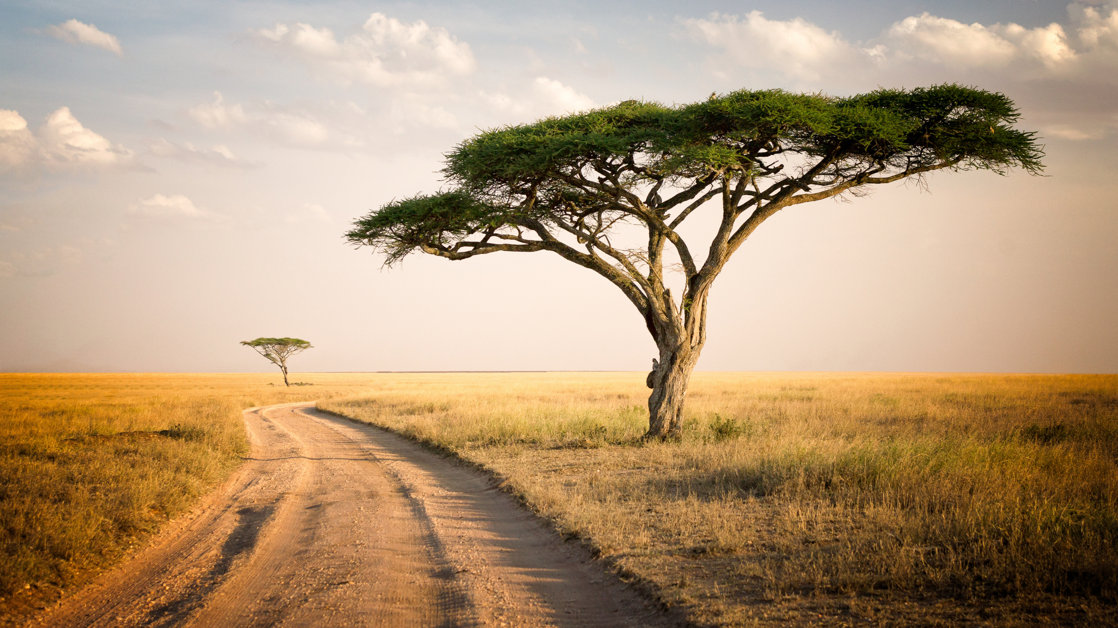 Africa, Forest landscape, National park scenery, 4K wallpaper, 3840x2160 4K Desktop