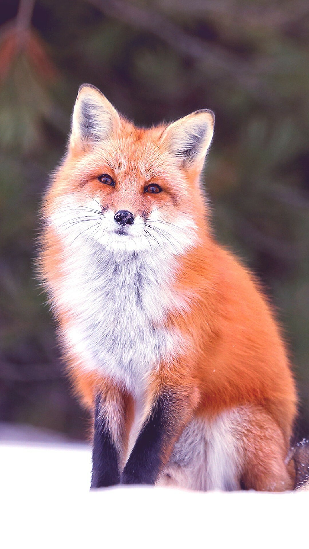 Fox: An animal with a long, bushy tail, a narrow, pointed muzzle, and thick, soft reddish fur. 1080x1920 Full HD Background.