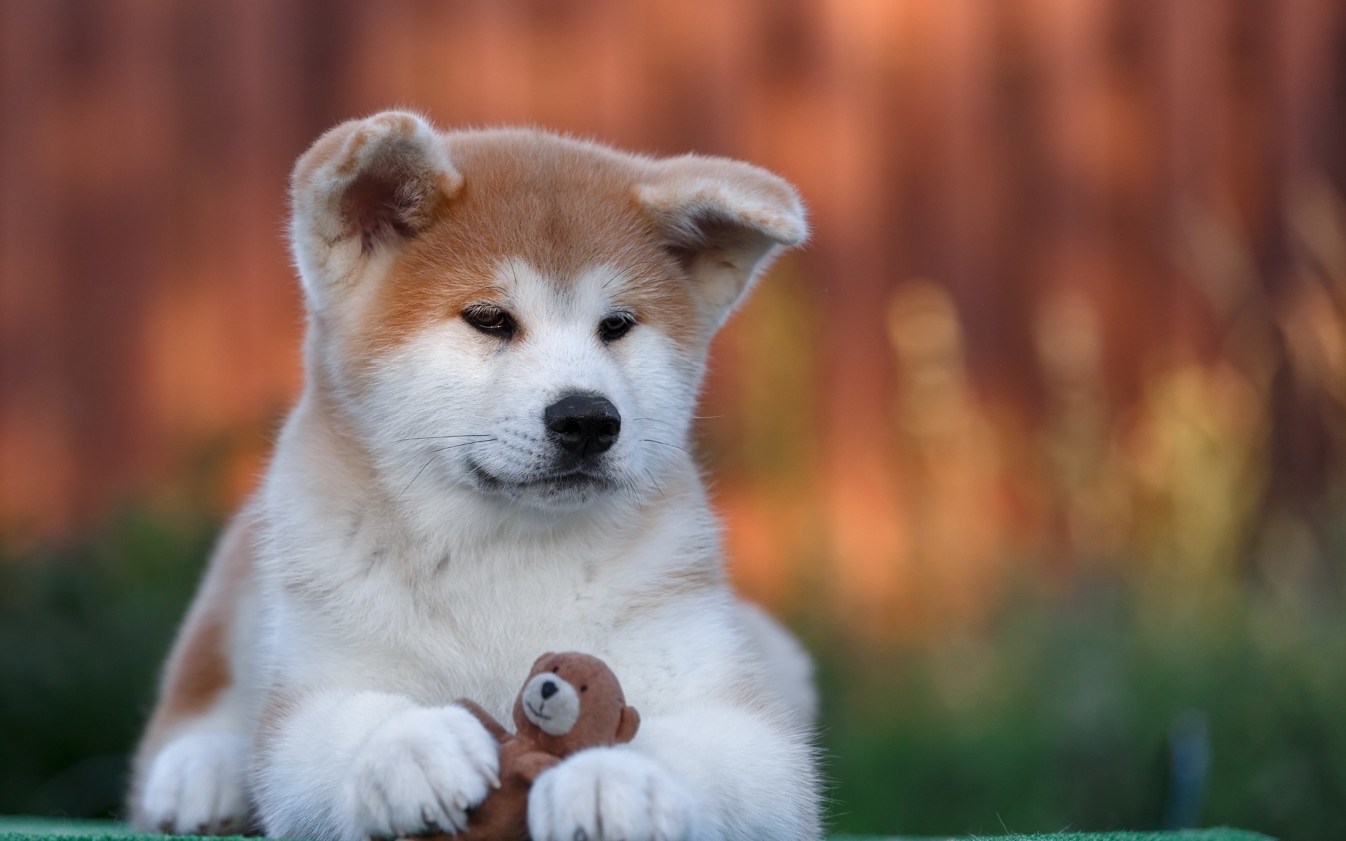 Akita inu puppy, Widescreen wallpaper, Full HD display, Fluffy and adorable, 1920x1200 HD Desktop