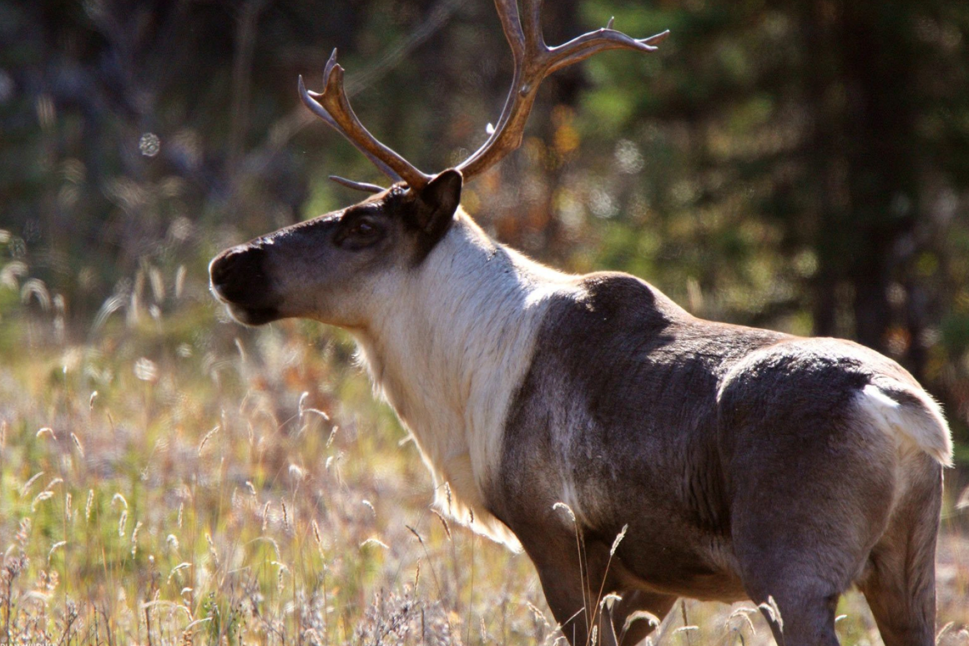 Boreal caribou recovery, Wildlife status update, Climate change impact, Conservation efforts, 1920x1280 HD Desktop