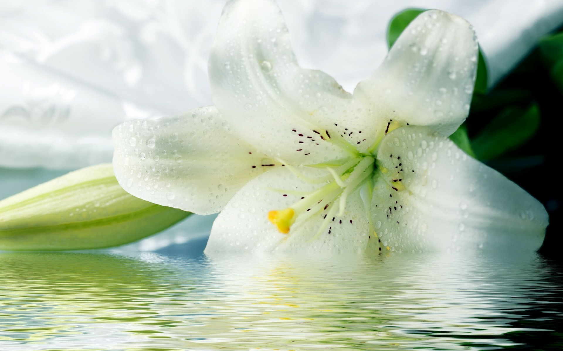 Lily: Many lilies are prized as ornamental plants, and they have been extensively hybridized. 1920x1200 HD Background.