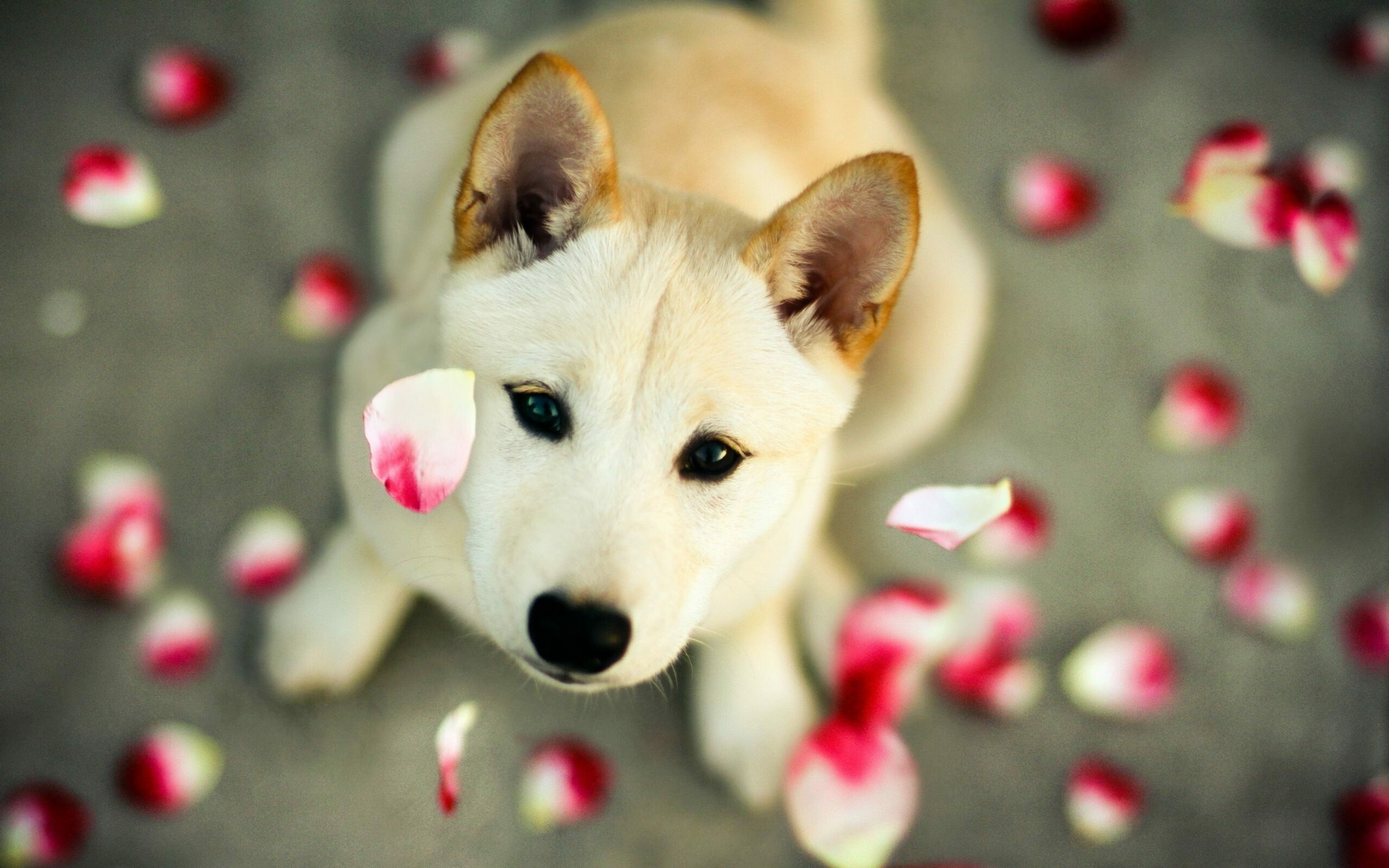 Dog: Korean Jindo, A domesticated canine mammal. 2560x1600 HD Background.