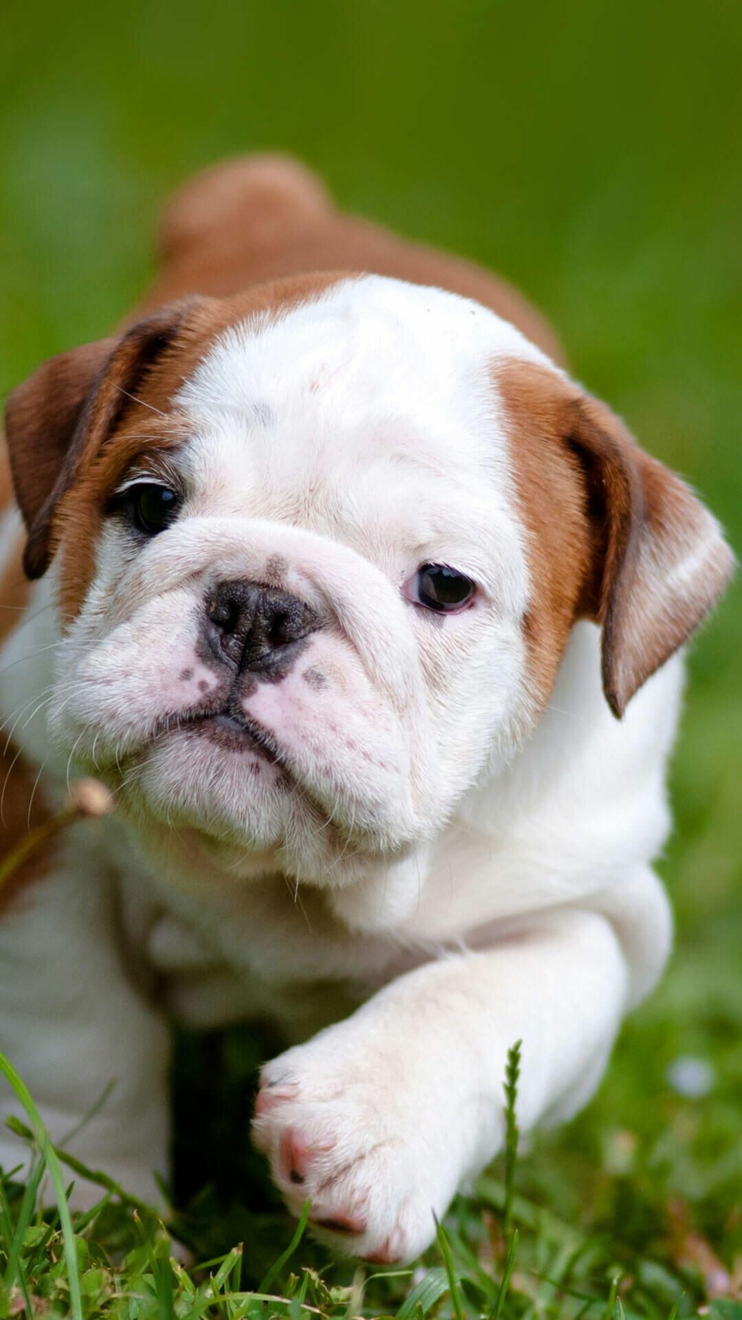 Puppy: Bulldog, A British breed of dog of mastiff type. 1080x1920 Full HD Background.