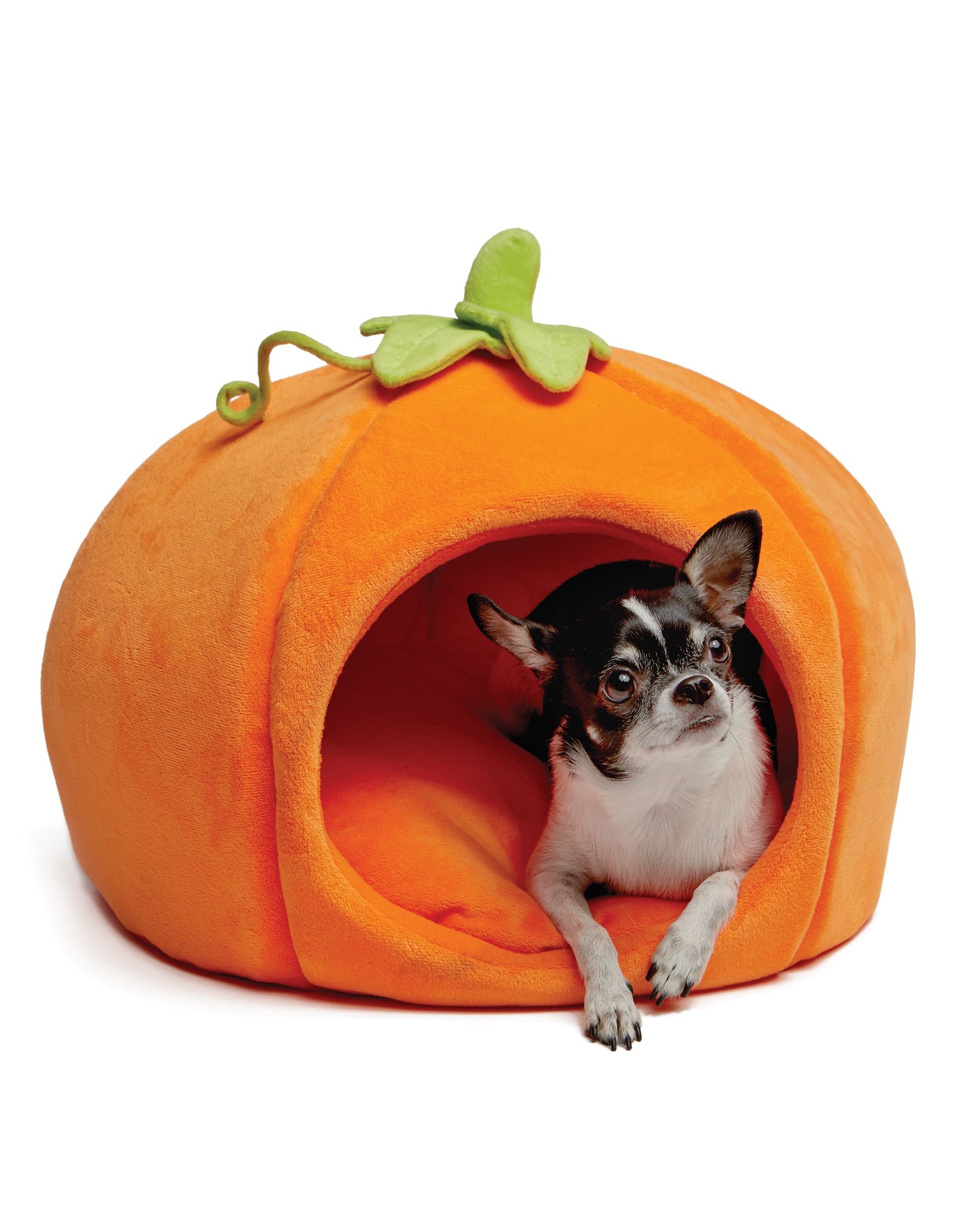 Halloween pets, Owner and pet, Matching costumes, Cute duo, 1700x2120 HD Phone