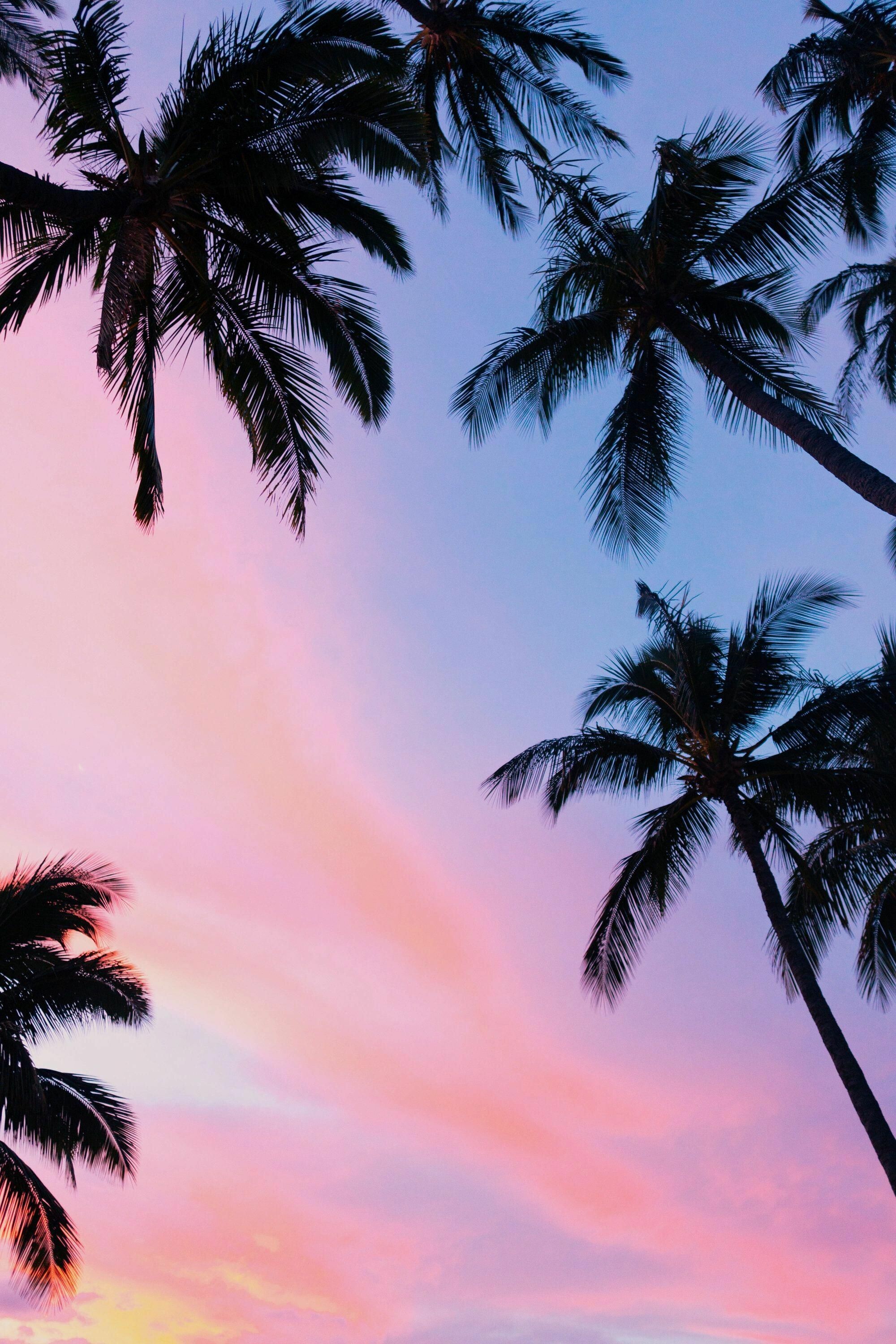 Sunset palm tree, Silhouette against the sky, Mesmerizing colors, Coastal beauty, 2000x3000 HD Phone