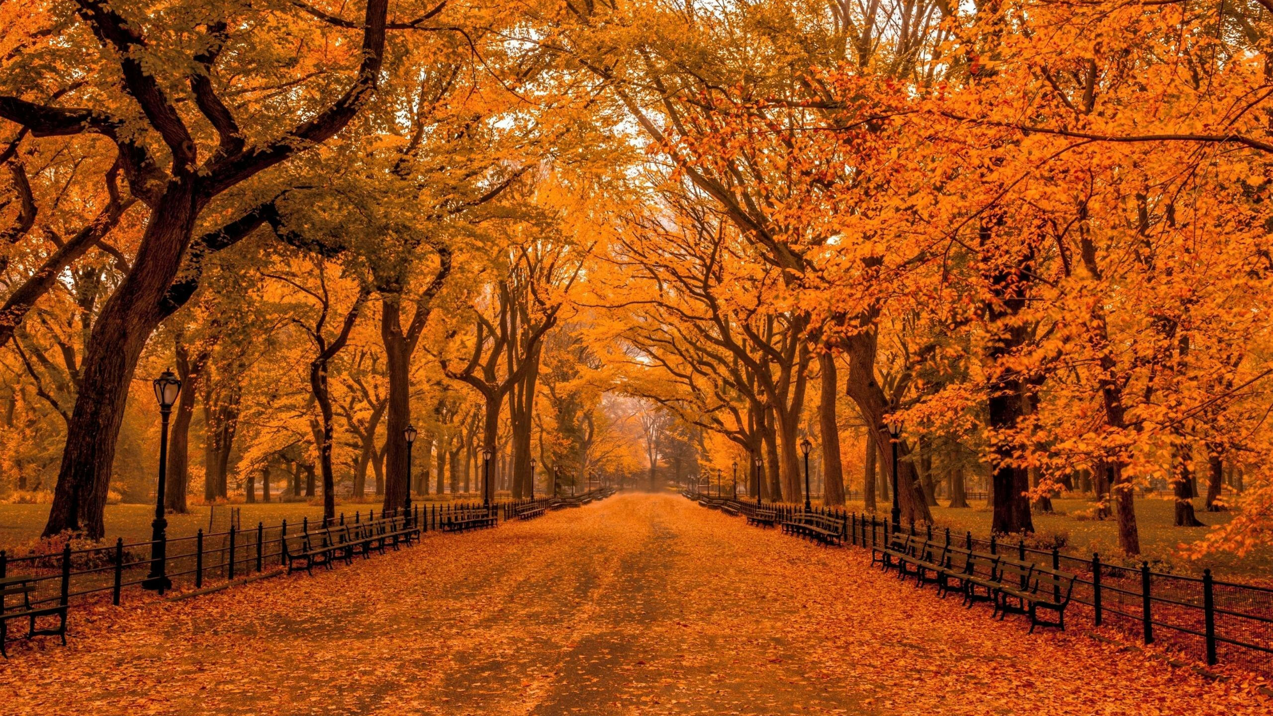 Central Park NY, Park Wallpaper, 2560x1440 HD Desktop