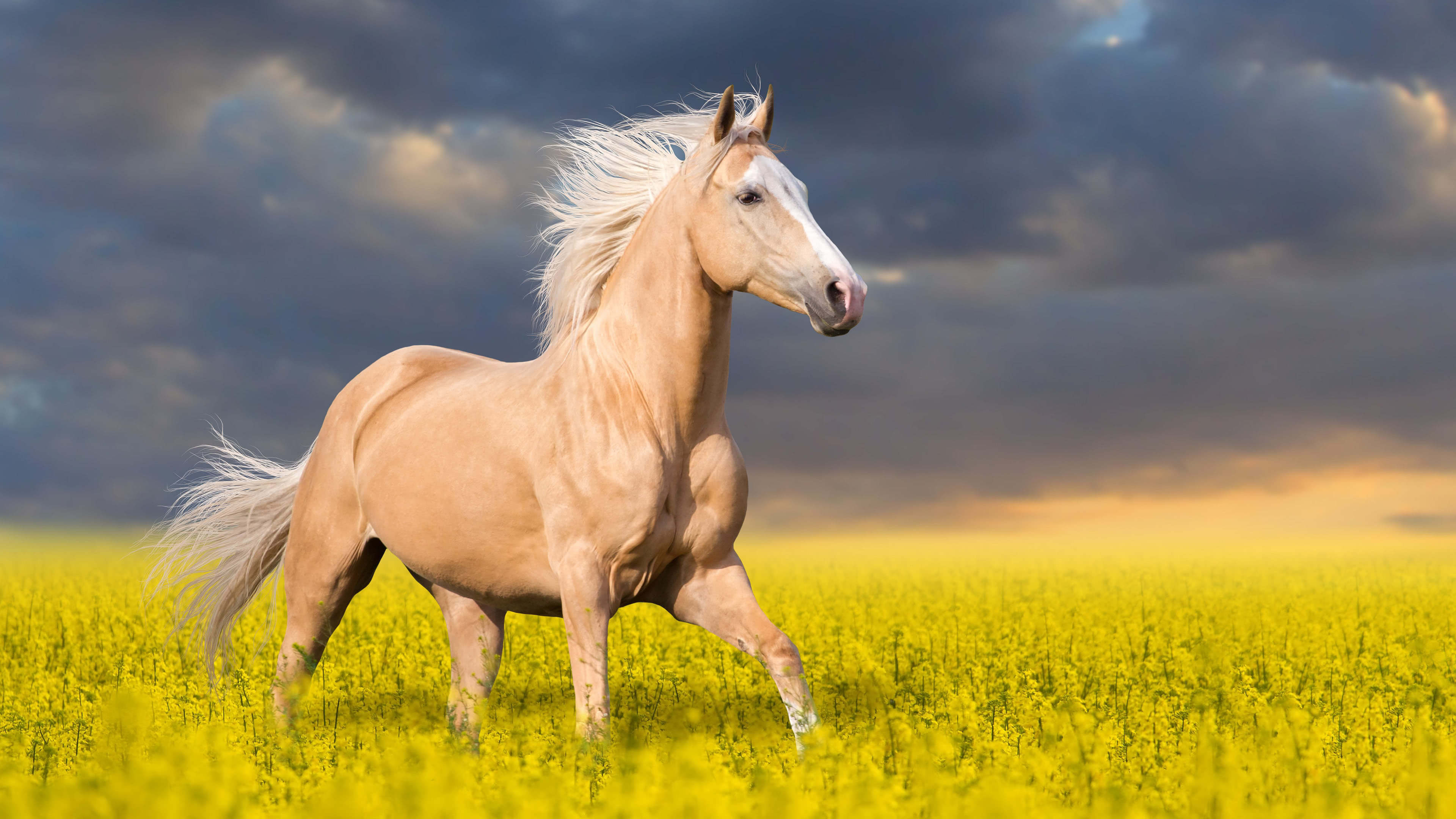 Horse: Palomino, A color breed, exhibiting a yellow or gold coat, and a white or light cream mane and tail. 3840x2160 4K Wallpaper.