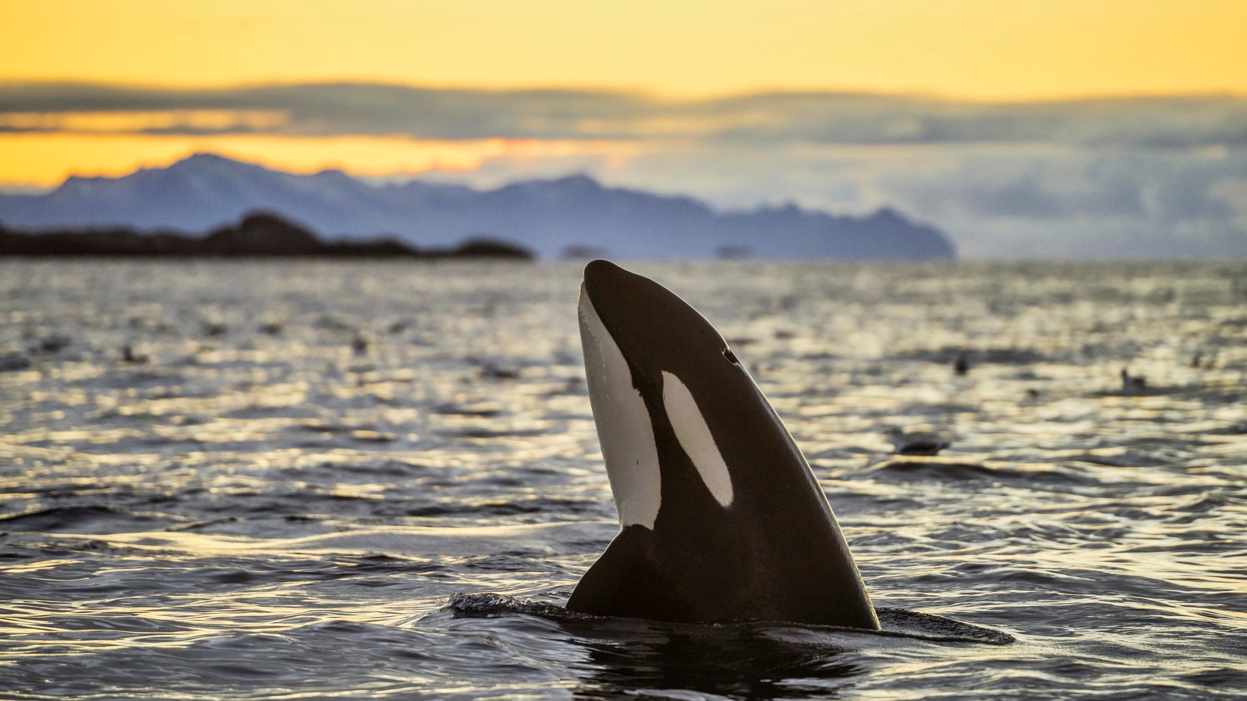 Killer whale intelligence, Aquatic predators, Black and white orcas, Oceanic lifestyle, 2560x1440 HD Desktop
