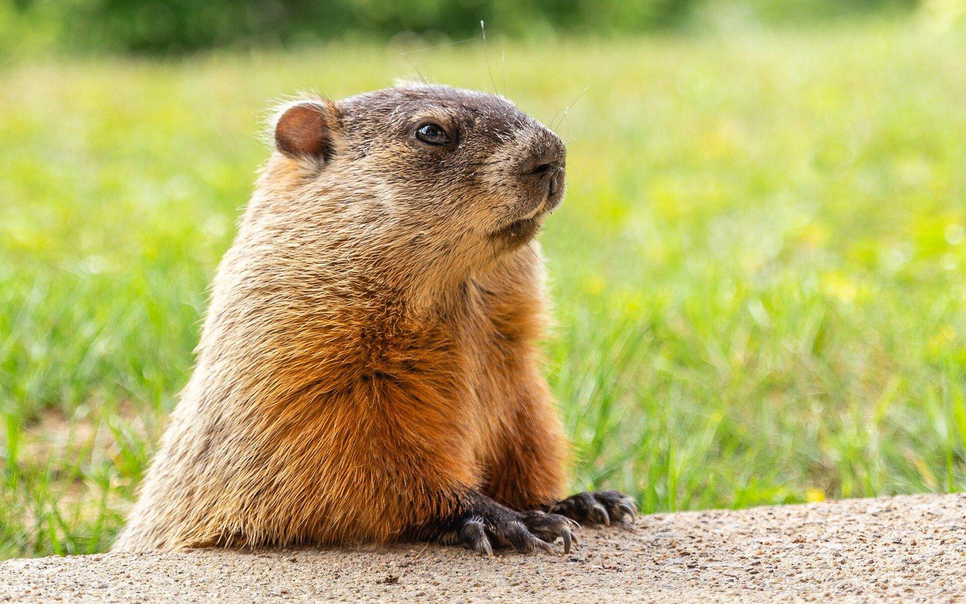 Groundhog Day (Holiday): Woodchuck, A rodent of the family Sciuridae, Tradition. 1920x1200 HD Wallpaper.