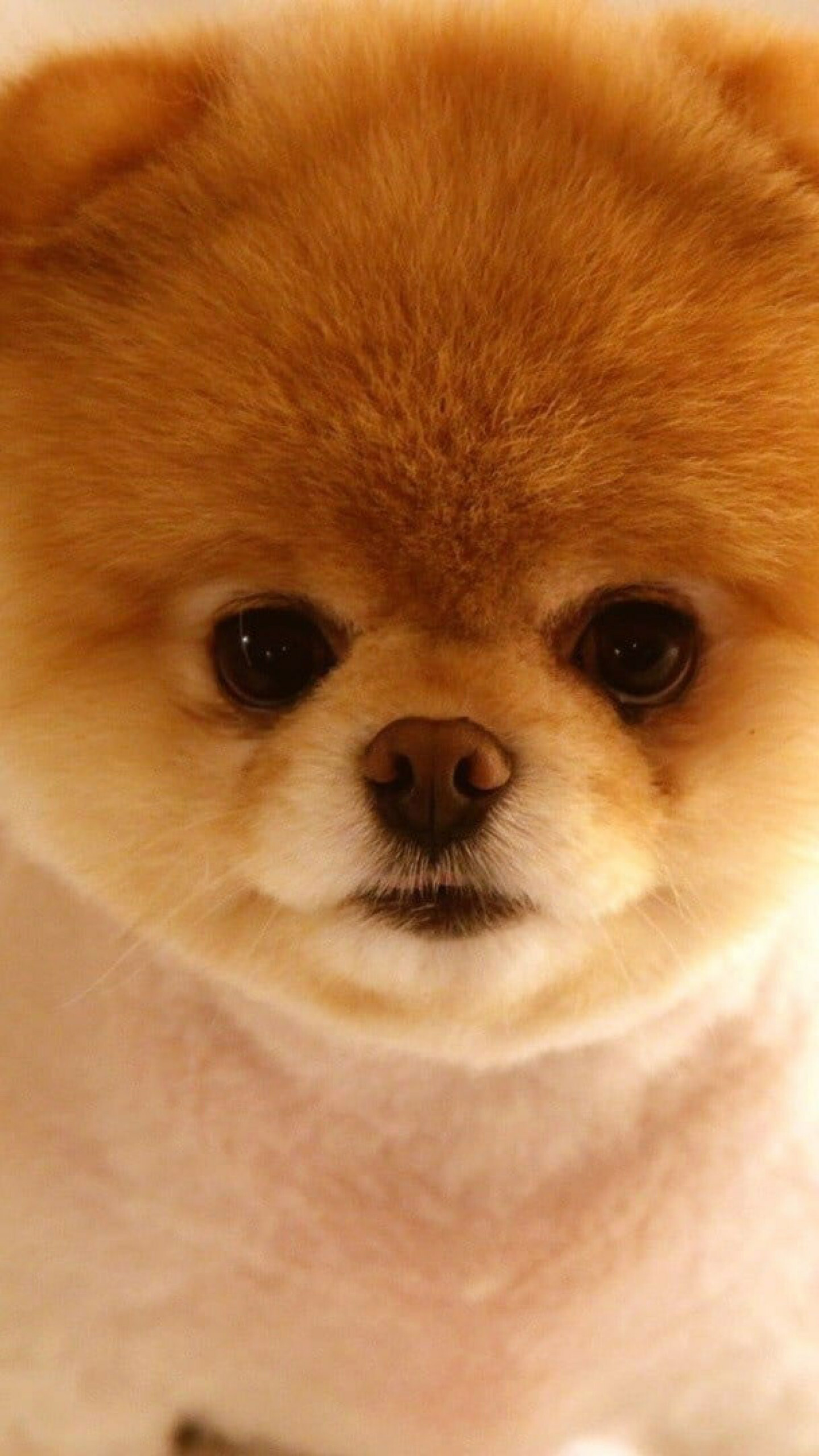Pomeranian: The breed is typically friendly, lively and playful. 1440x2560 HD Background.
