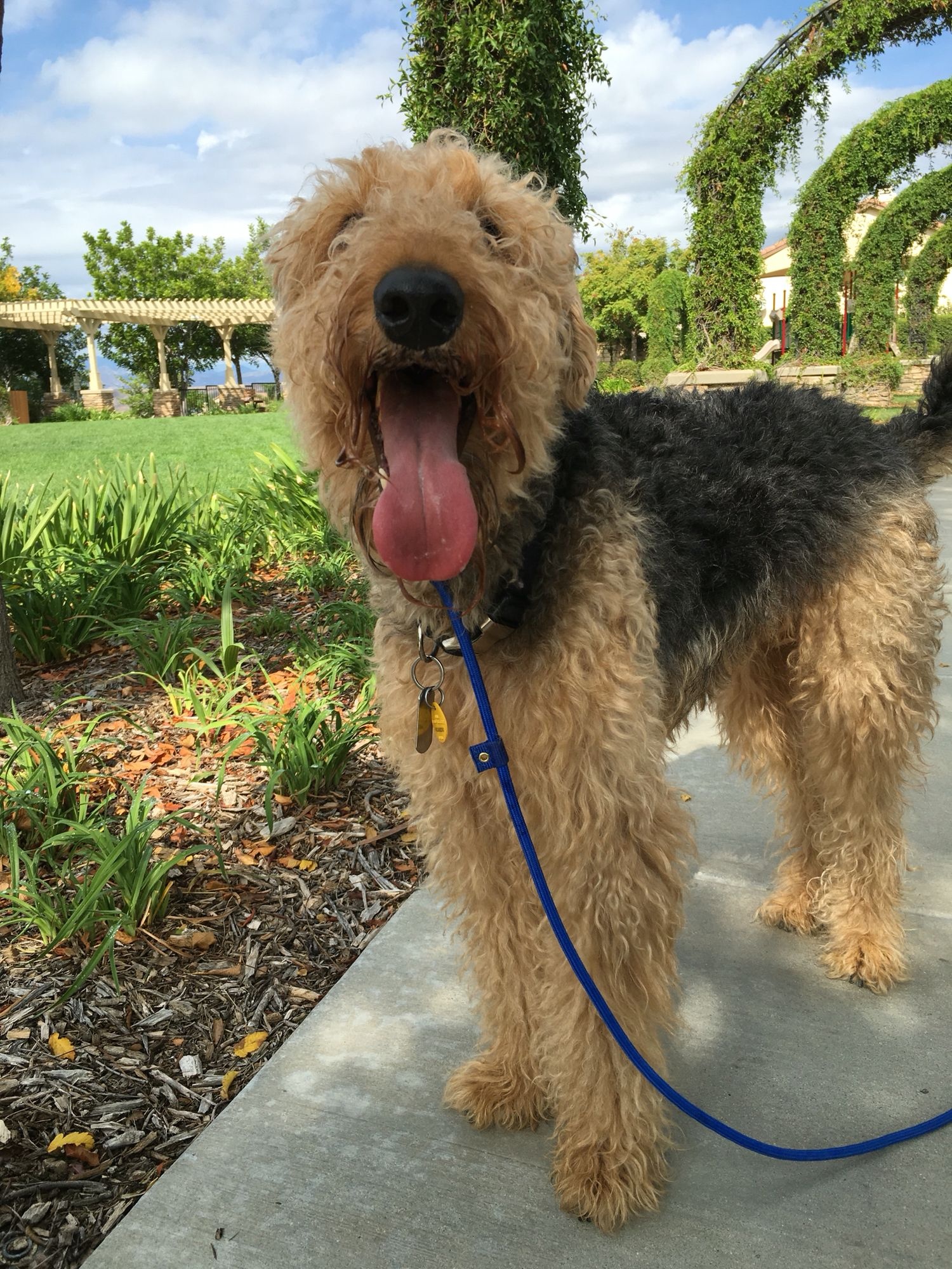 Airedoodle, Airedale terrier mix, Hybrid dogs, Adorable pictures, 1500x2000 HD Handy