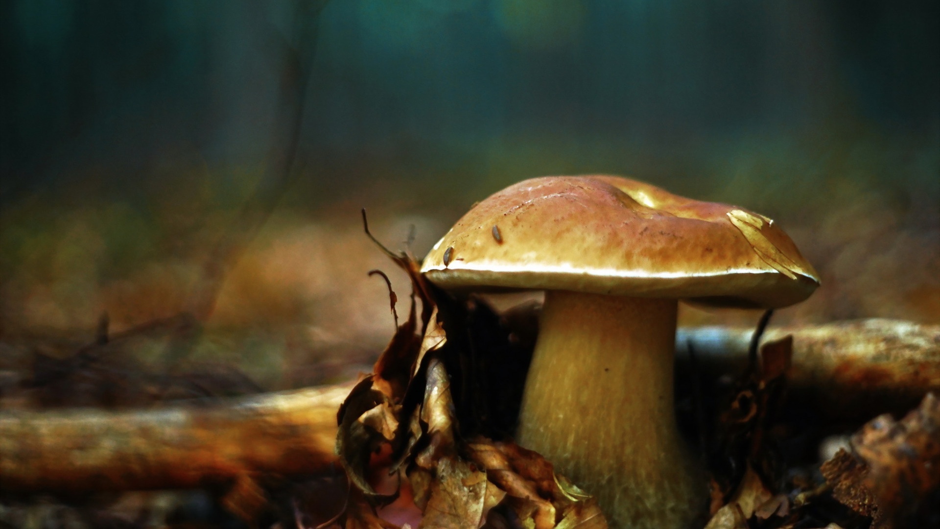 Macro mushrooms, Nature wallpapers, Close-up photography, Detailed images, 1920x1080 Full HD Desktop
