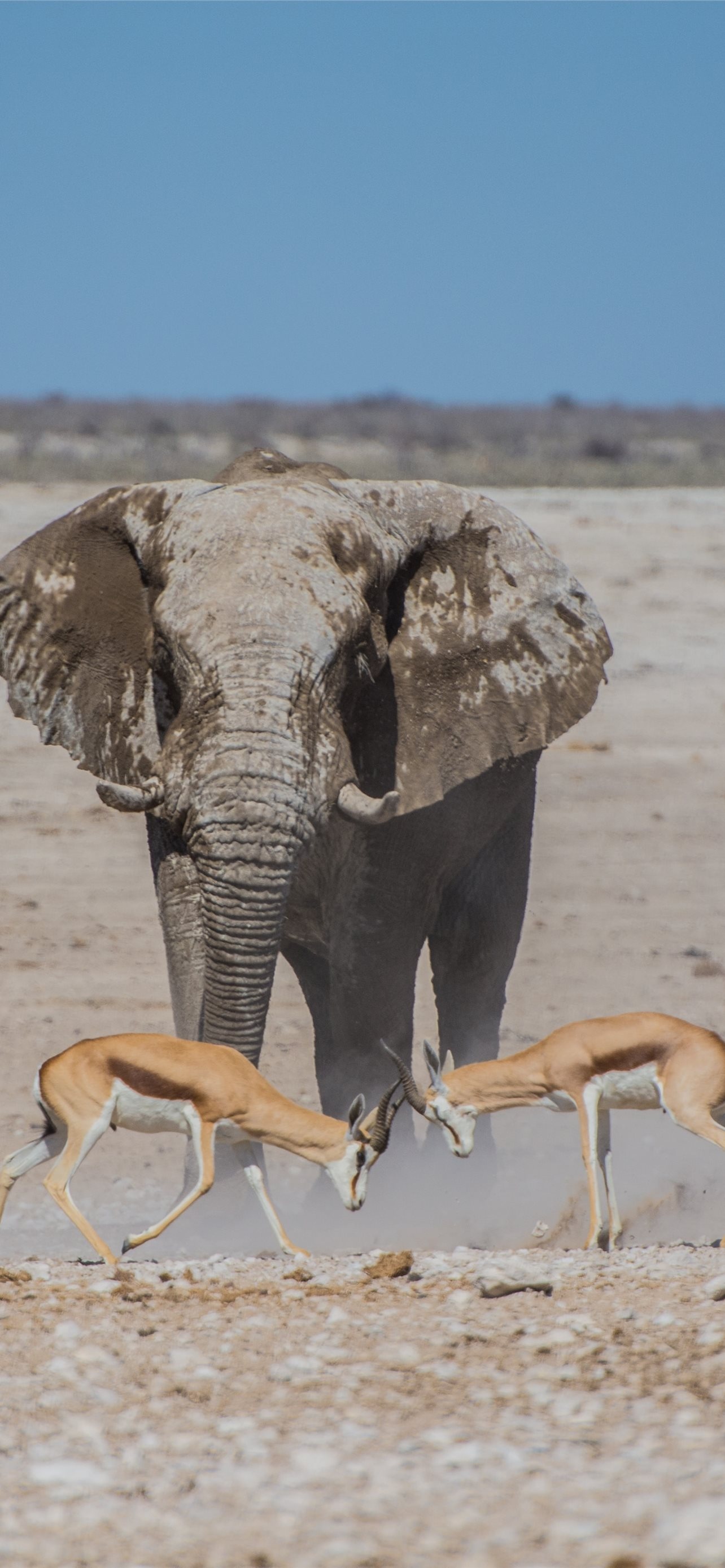 Etosha National Park, Captivating wildlife, Safari adventure, Namibian gems, 1290x2780 HD Handy