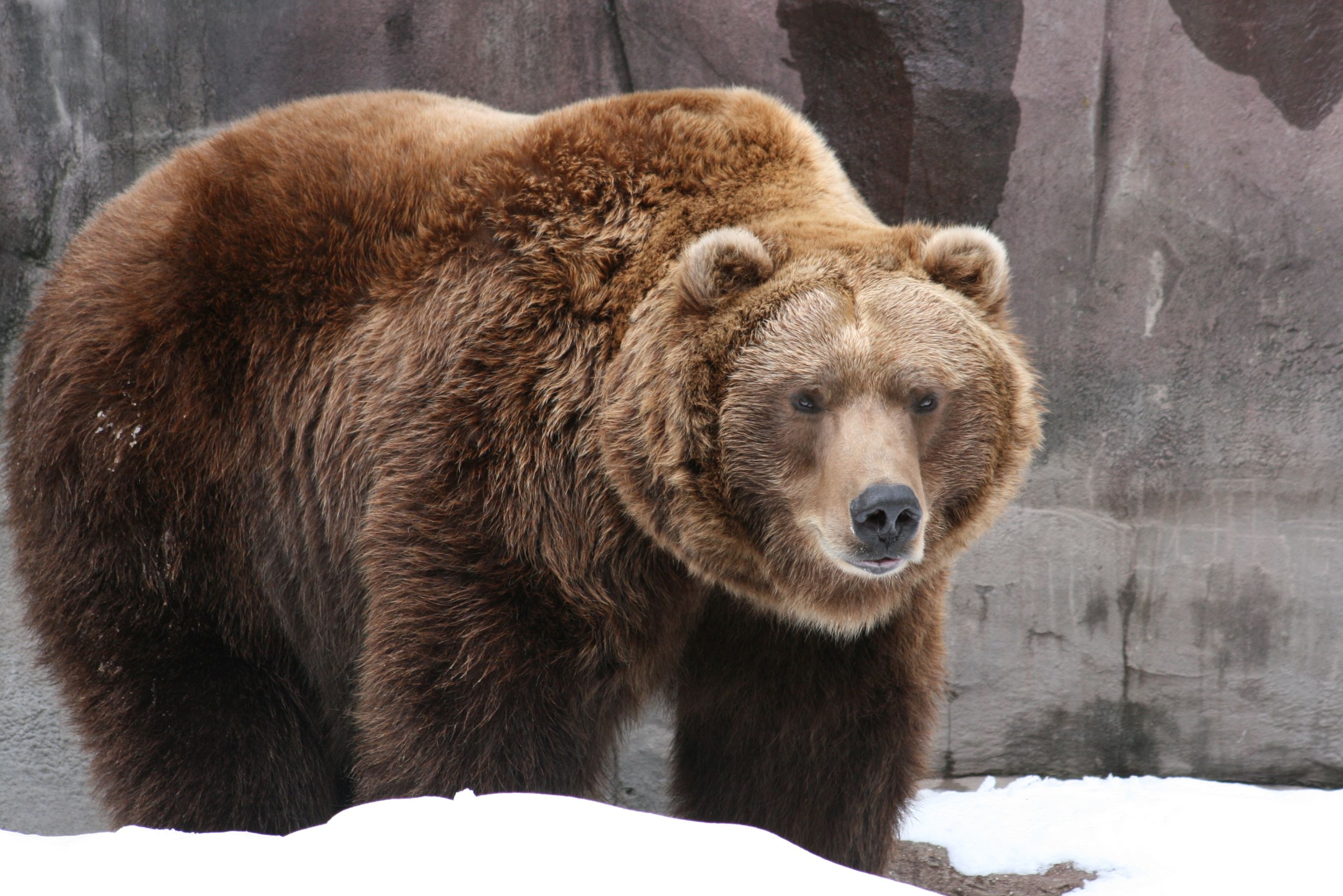 Grizzly Bear, Fascinating facts, Bear hunting, Wild animal behavior, 2820x1880 HD Desktop
