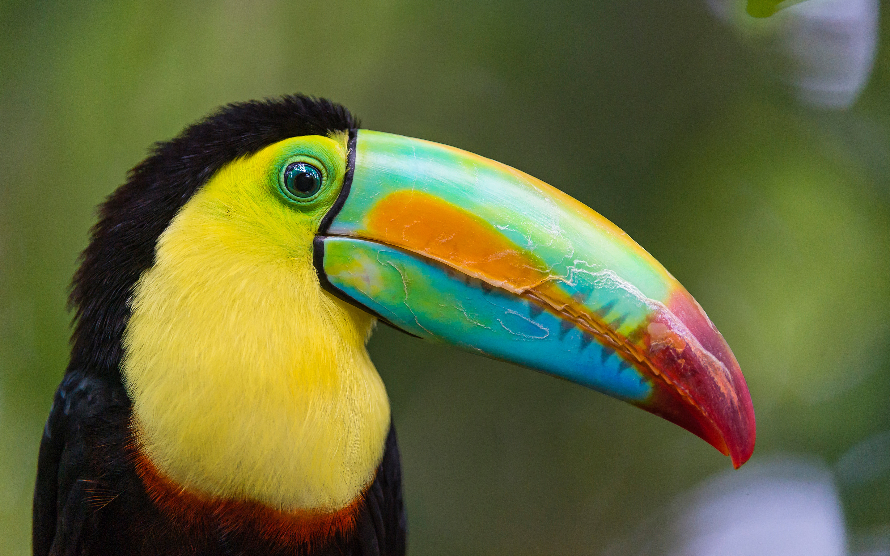 Exquisite toucan, Beautiful bird, Detailed photography, Nature's beauty, 2880x1800 HD Desktop