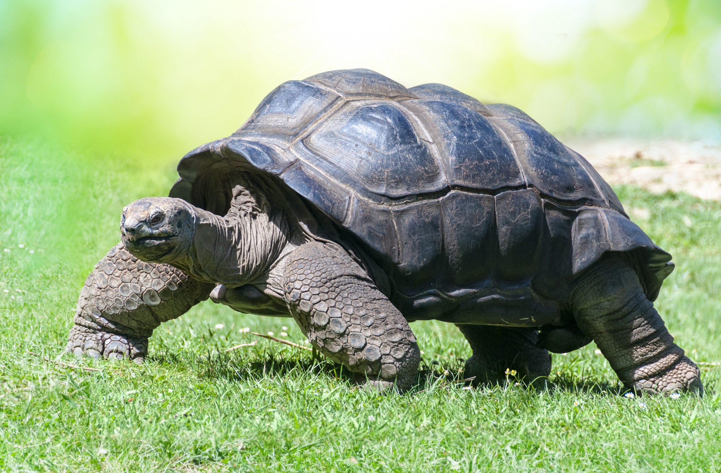 Fascinating tortoise facts, Amazing reptile abilities, Seasonal adaptations, Nature's marvels, 2500x1640 HD Desktop