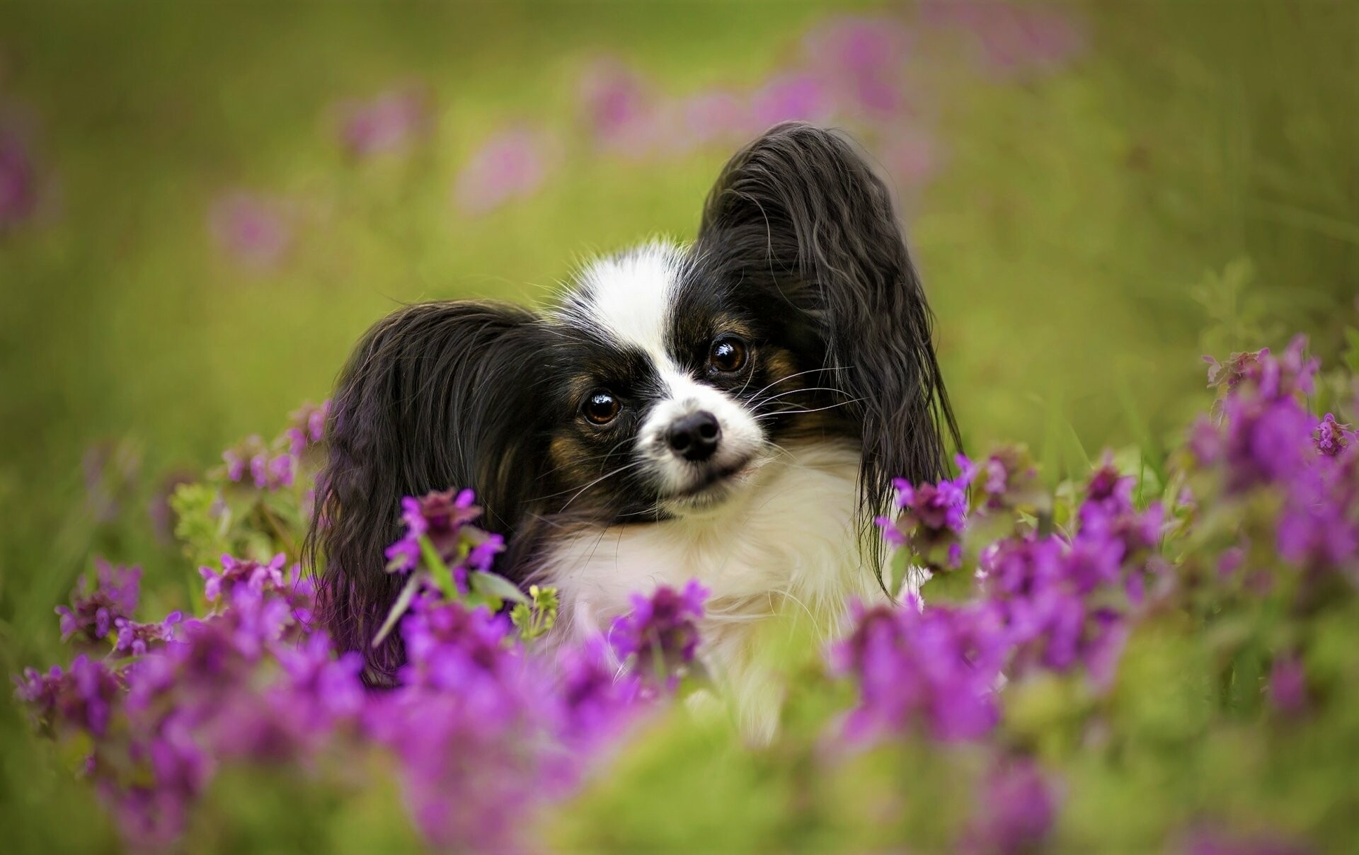 Papillon Dog: Very intelligent and self-assured breed that have a very easy time learning new tricks. 1920x1210 HD Background.