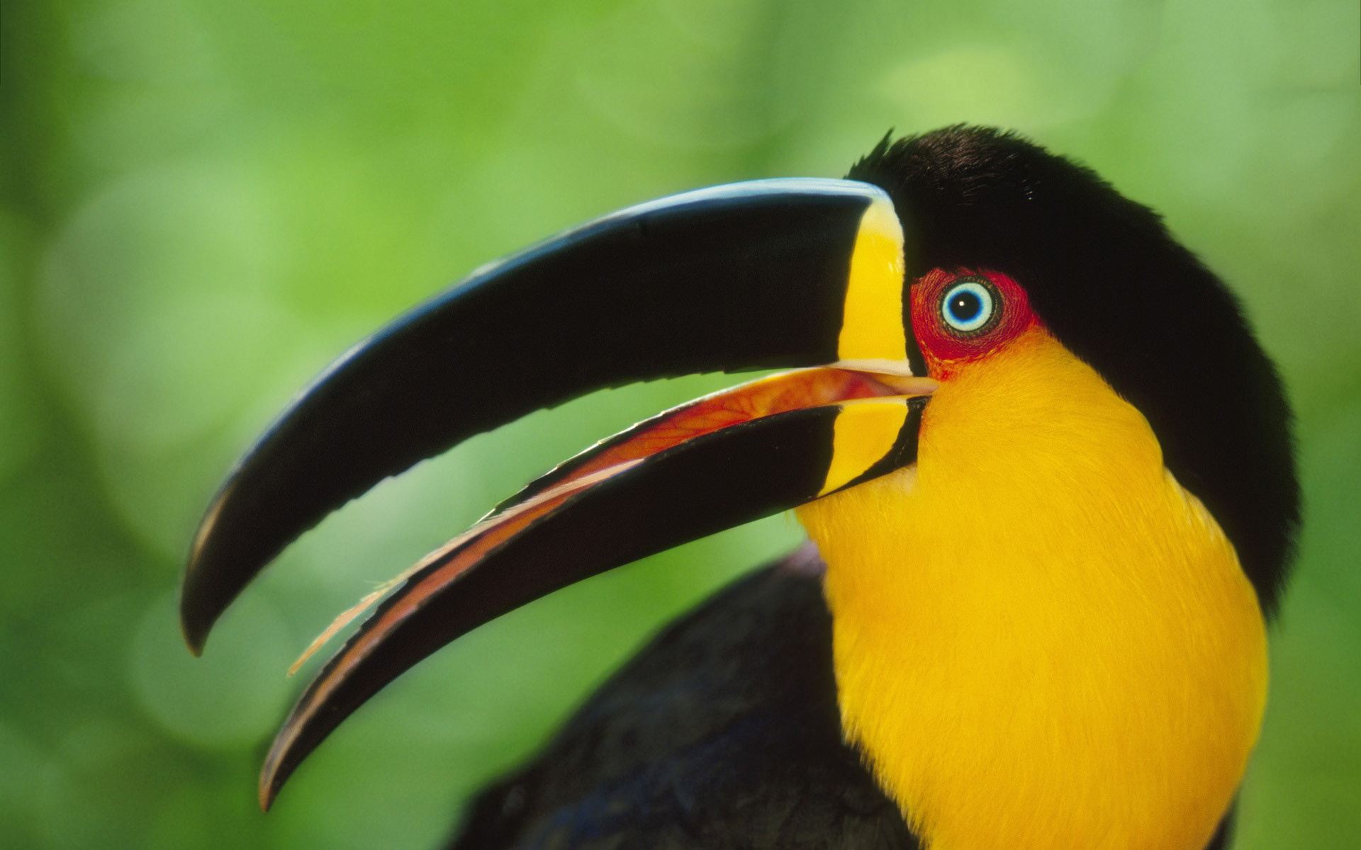 Colourful feathers, Tropical bird, Exotic wildlife, Rainforest inhabitant, 1920x1200 HD Desktop