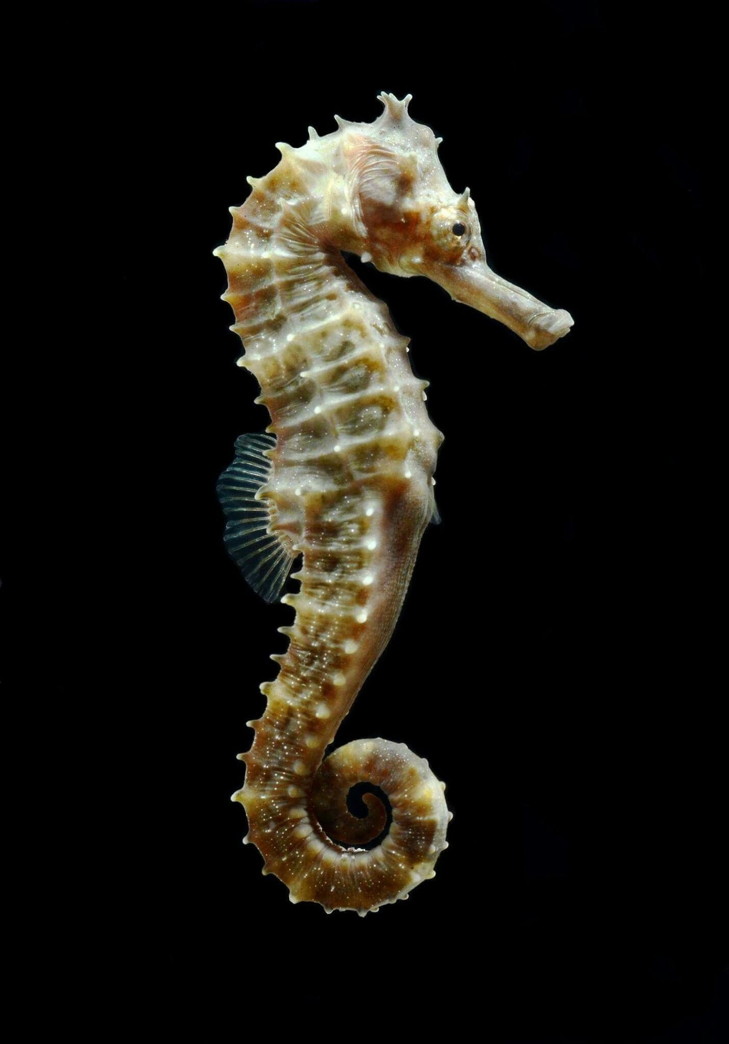 HD seahorse images, Stunning marine beauty, Tropical sea creature, Oceanic marvels, 1430x2050 HD Handy