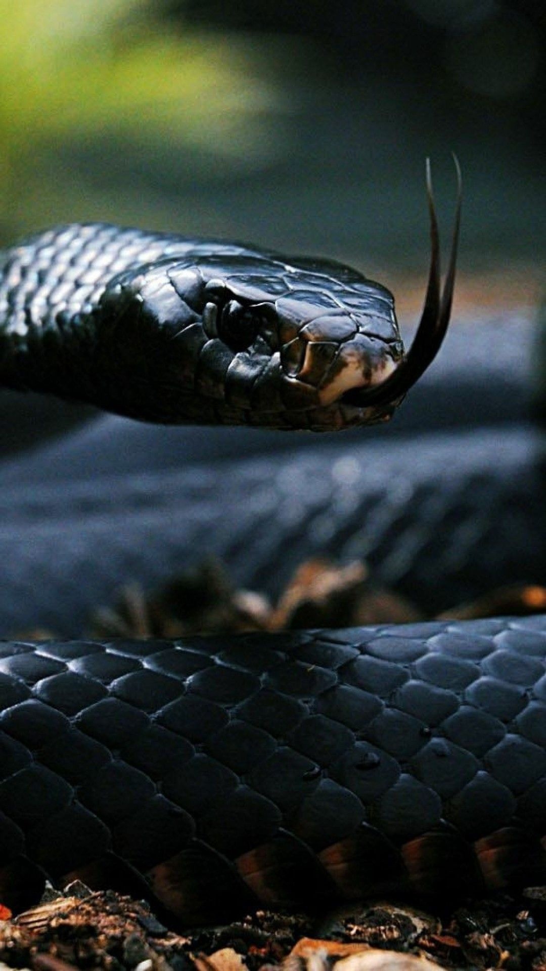 Dark serpent, iPhone wallpaper, Snake's agility, Captivating visuals, 1080x1920 Full HD Handy