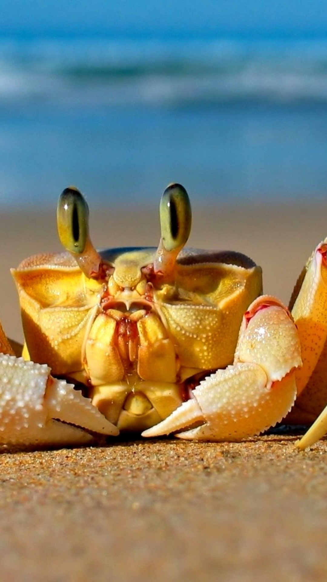Crab: Mediterranean Sea, Cute animals, Ocean creatures. 1080x1920 Full HD Wallpaper.