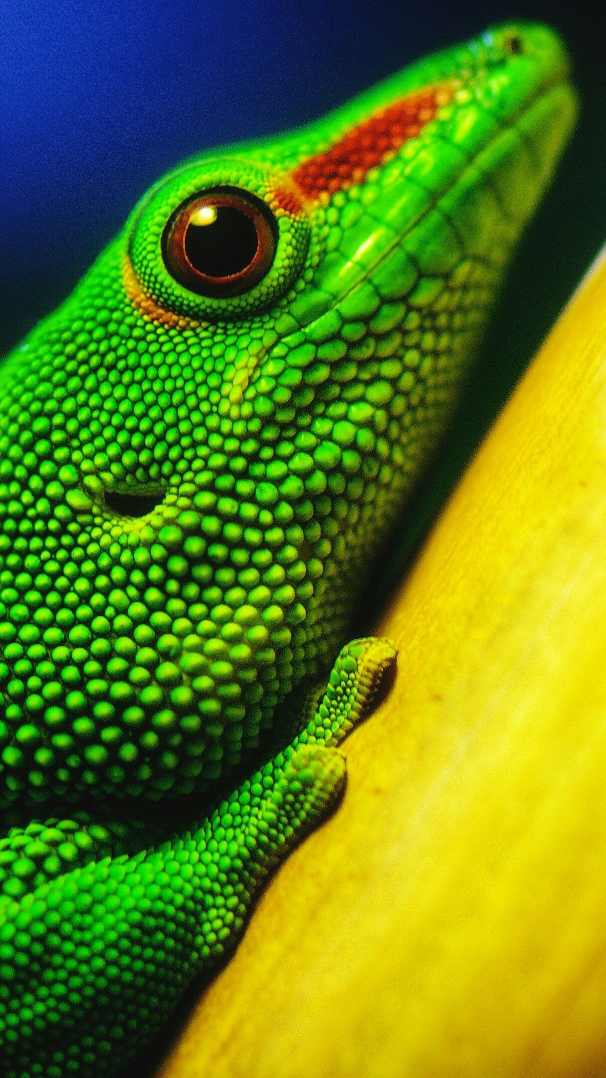 Green lizard wallpaper crysis, 1220x2160 HD Handy