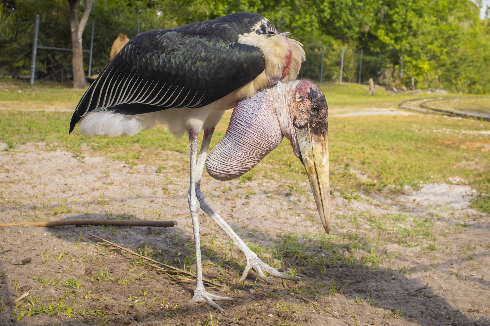 Marabou stork, Captivating bird, Exotic creature, Distinctive plumage, 1920x1280 HD Desktop