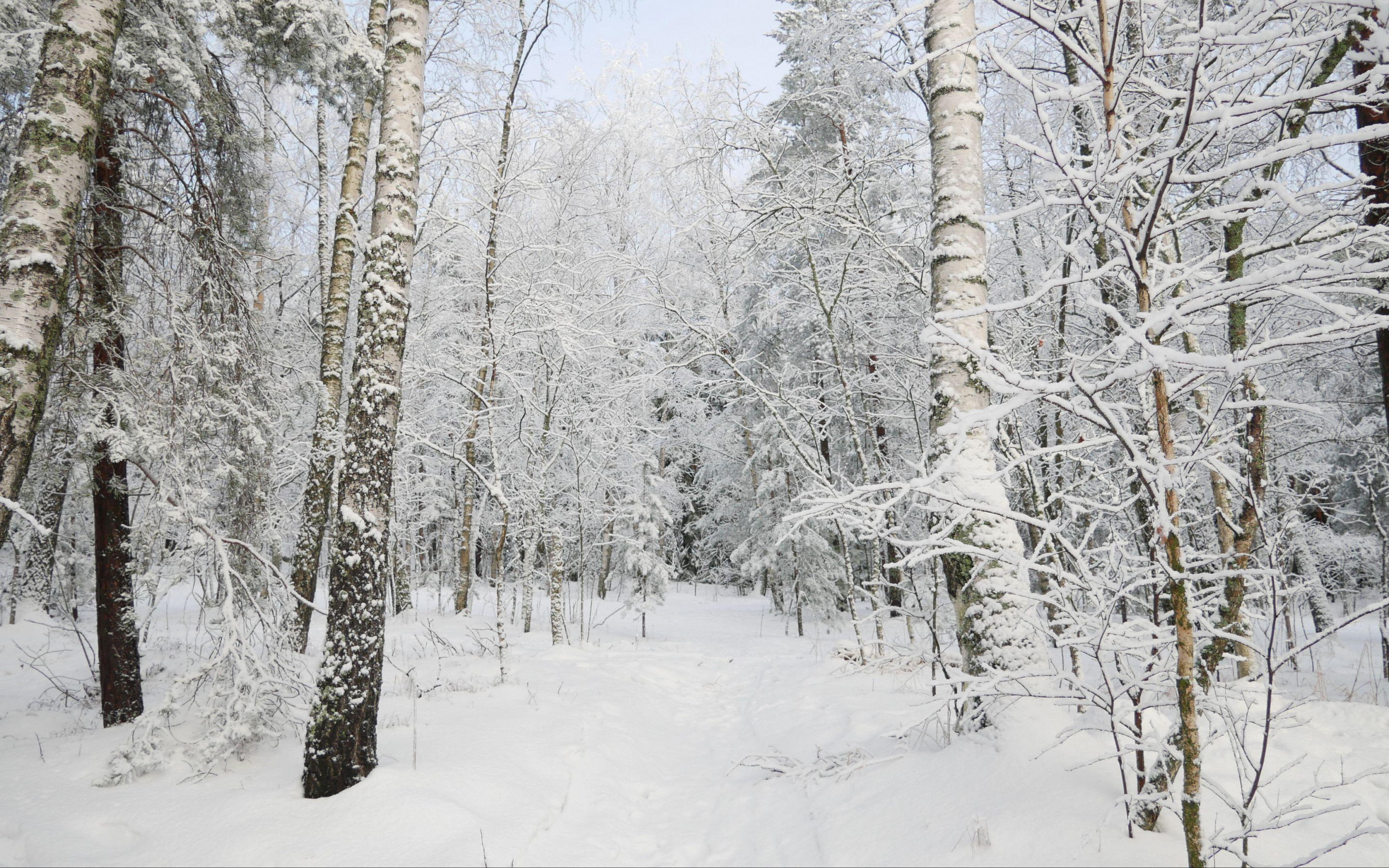 Snow covered frozen trees, Forest field, Blue sky, Winter, 2880x1800 HD Desktop
