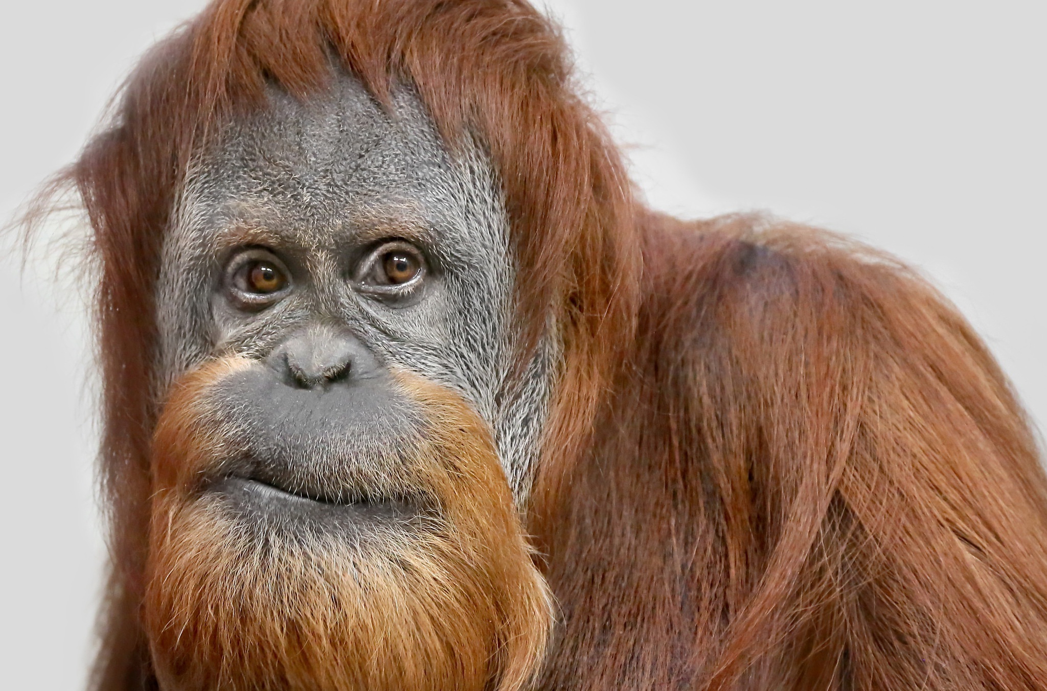 Orangutan HD wallpaper, Nature's beauty, Captivating eyes, Nature's wonders, 2050x1360 HD Desktop
