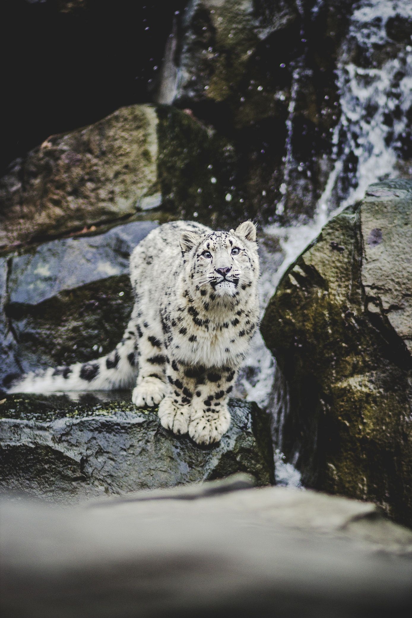 Snow Leopard, At a zoo, Free image, 1390x2090 HD Phone