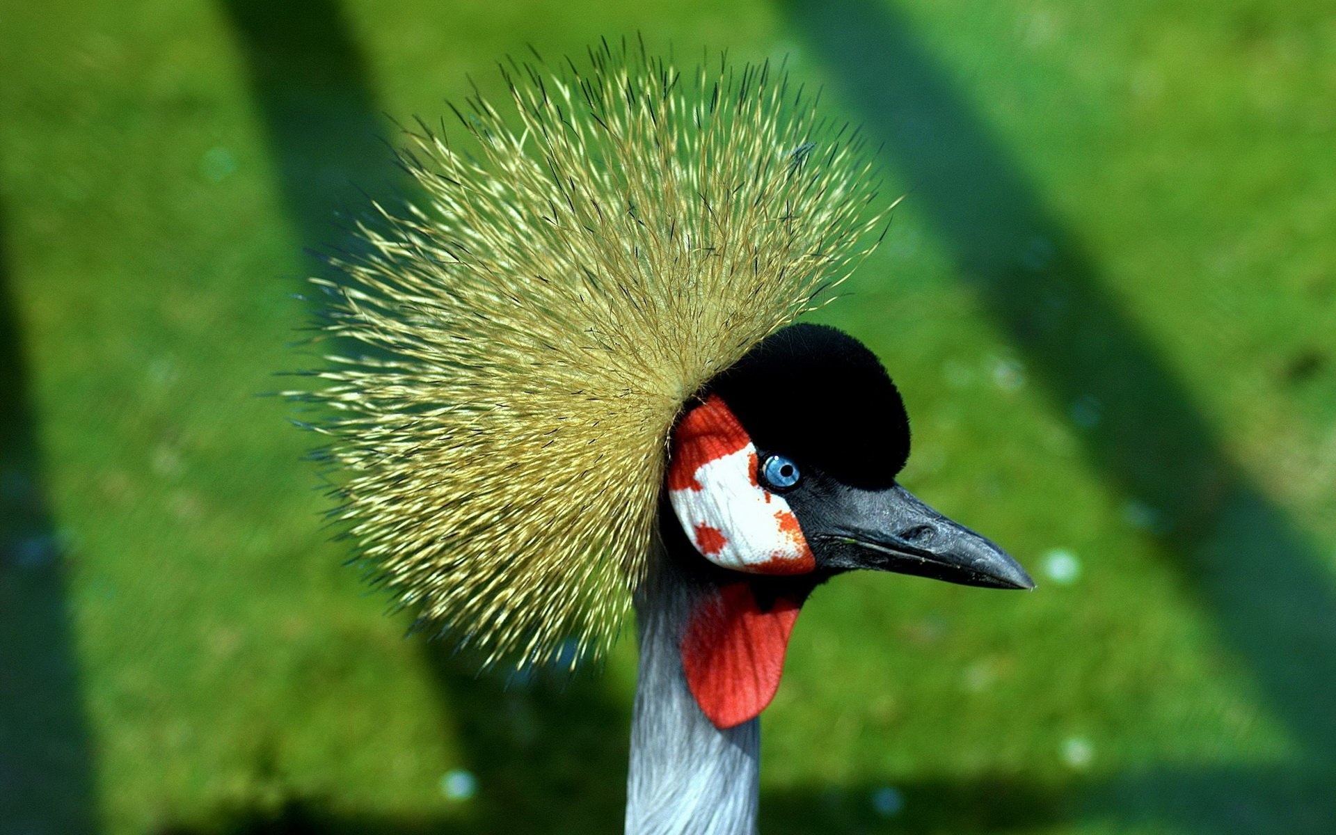 Grey crowned crane, HD wallpaper, Majestic bird, Feathered beauty, 1920x1200 HD Desktop