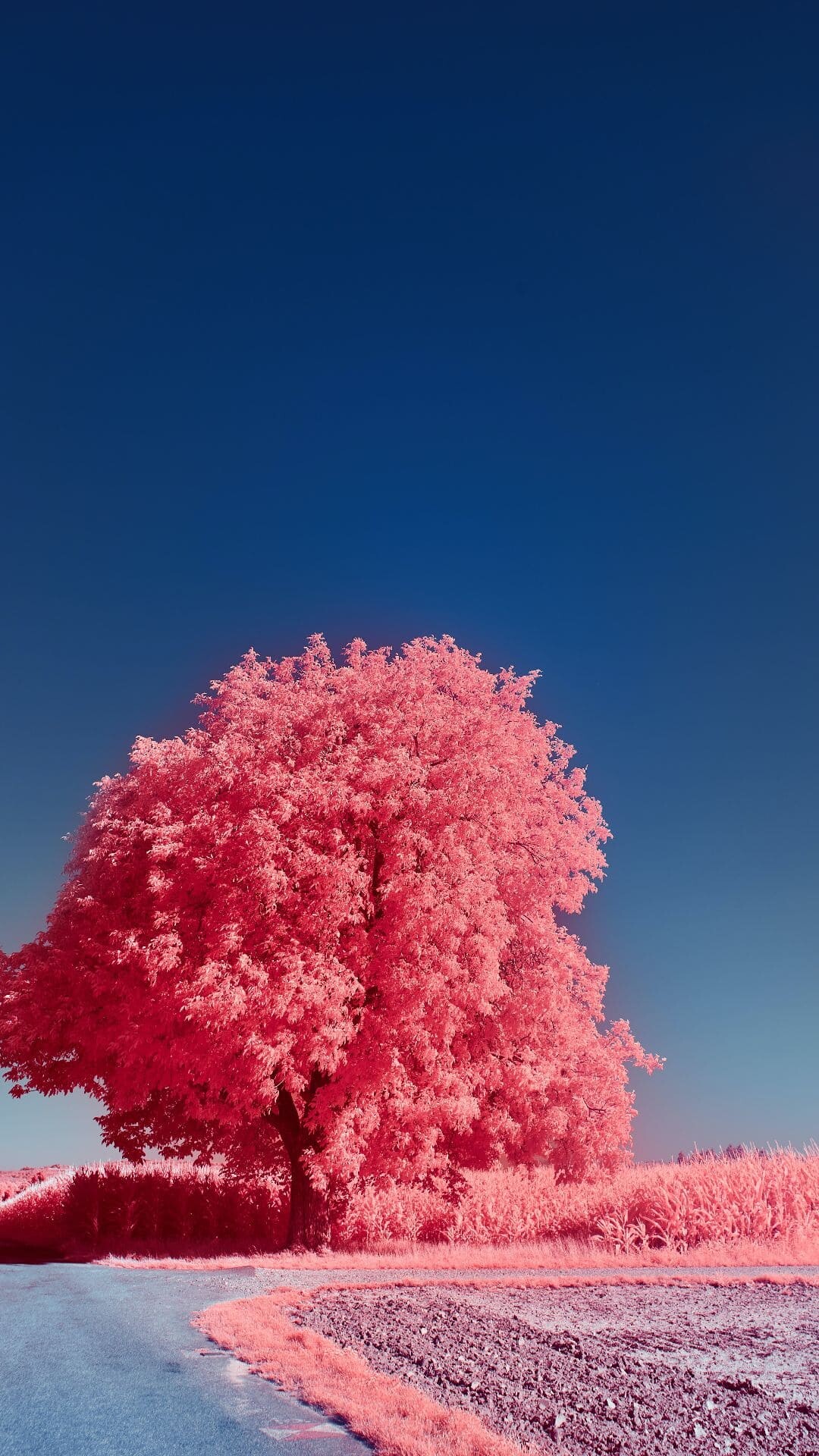 Exquisite tree collection, Stunning visual appeal, Nature's best, Breathtaking backgrounds, 1080x1920 Full HD Phone