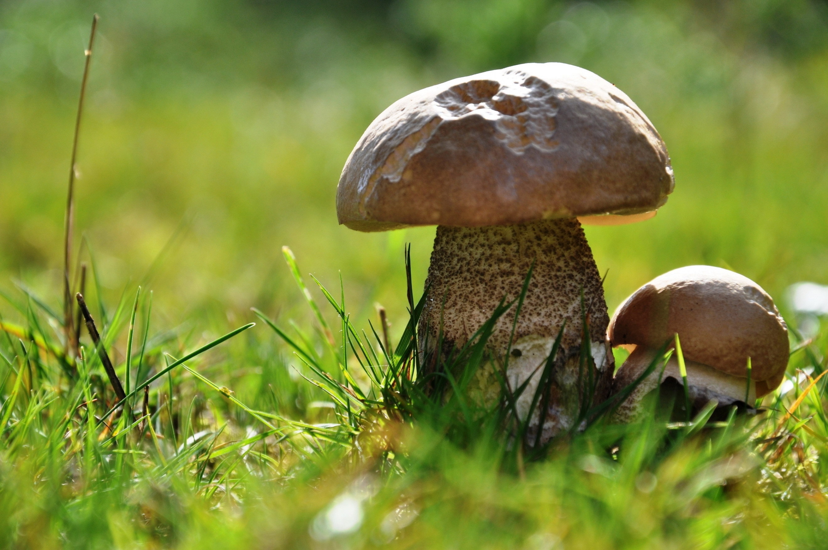 Macro mushroom photo, Bokeh effect, Nature close-up, Dreamy aesthetics, 2640x1760 HD Desktop